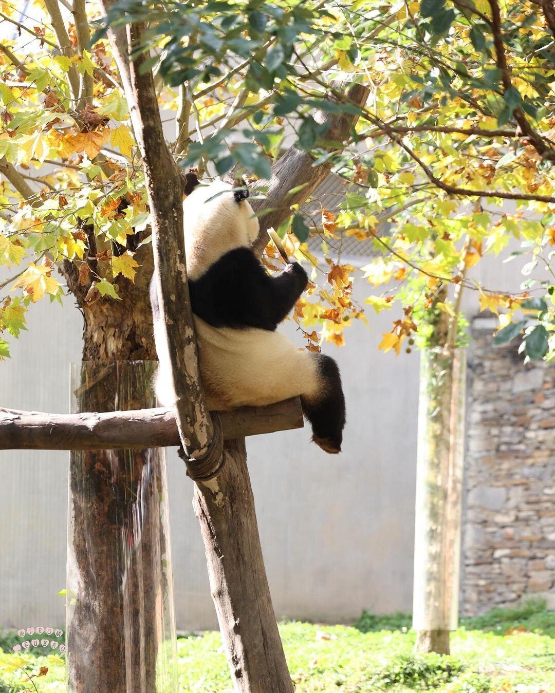 可爱的福宝和秋天的风景好配,在阳光下福宝变成了金灿灿的大熊猫宝宝