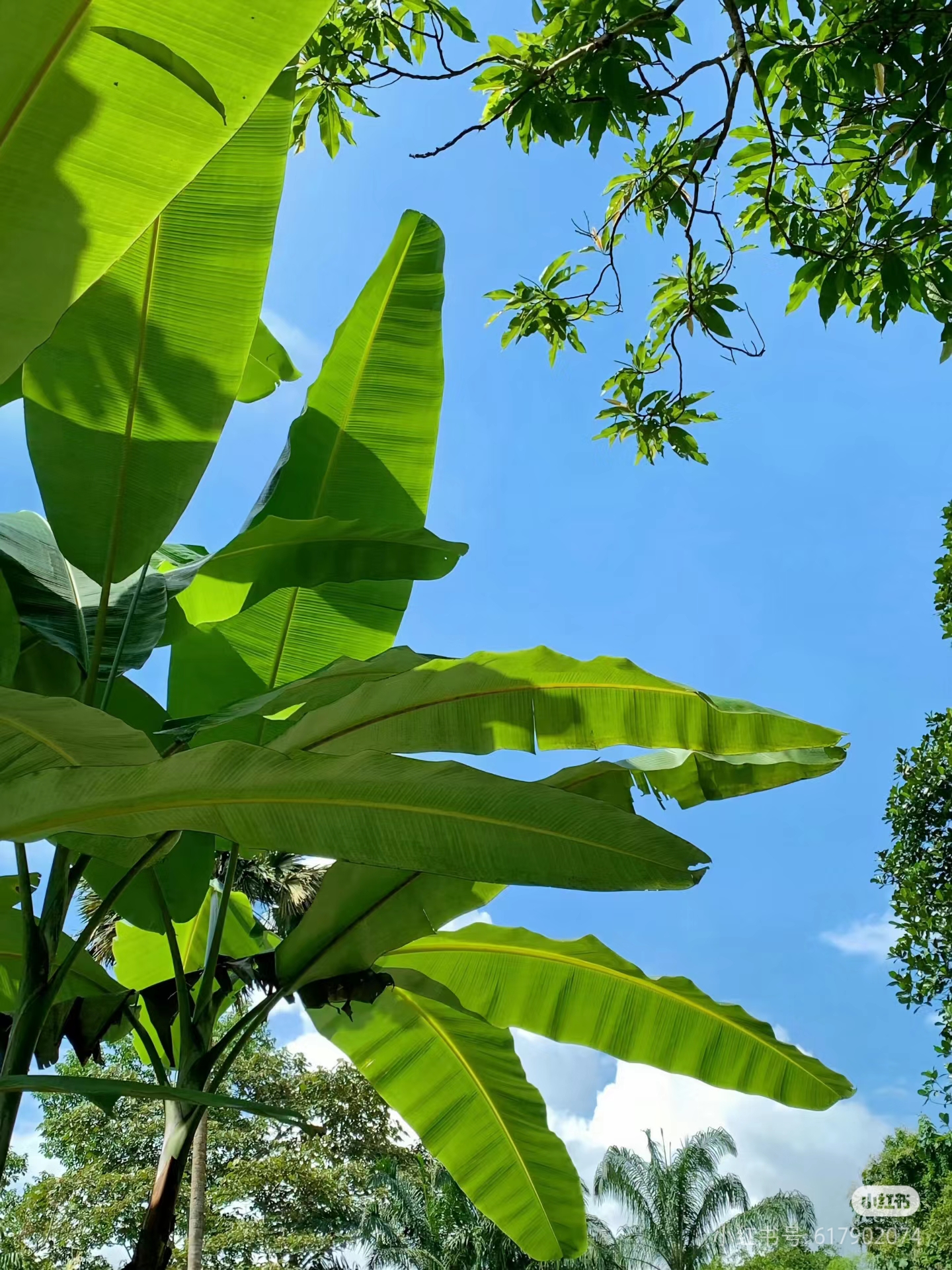 山坡羊·嫩绿芭蕉庭院图片