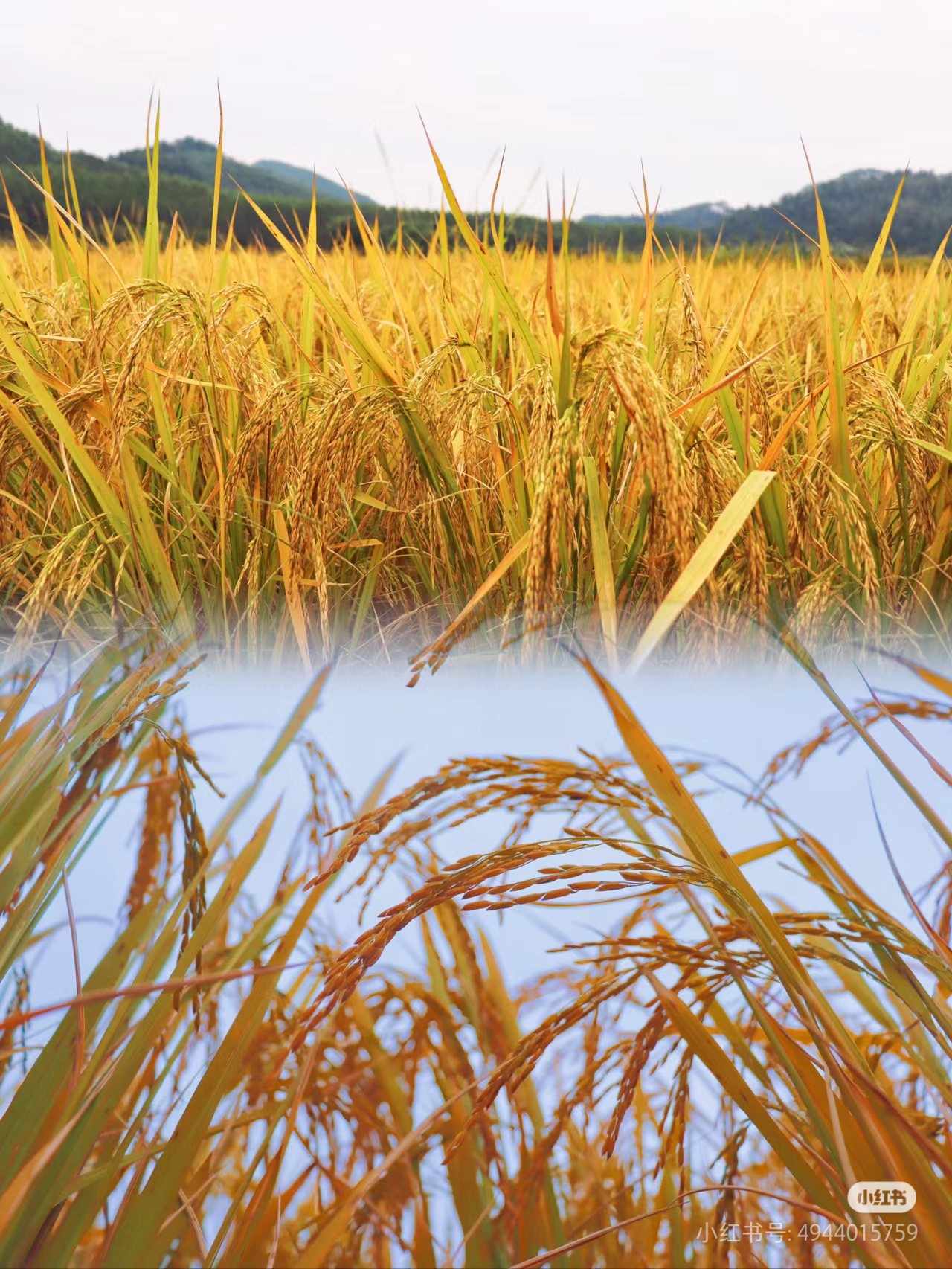 金黄的稻子熟了,沉甸甸的稻穗压弯了腰