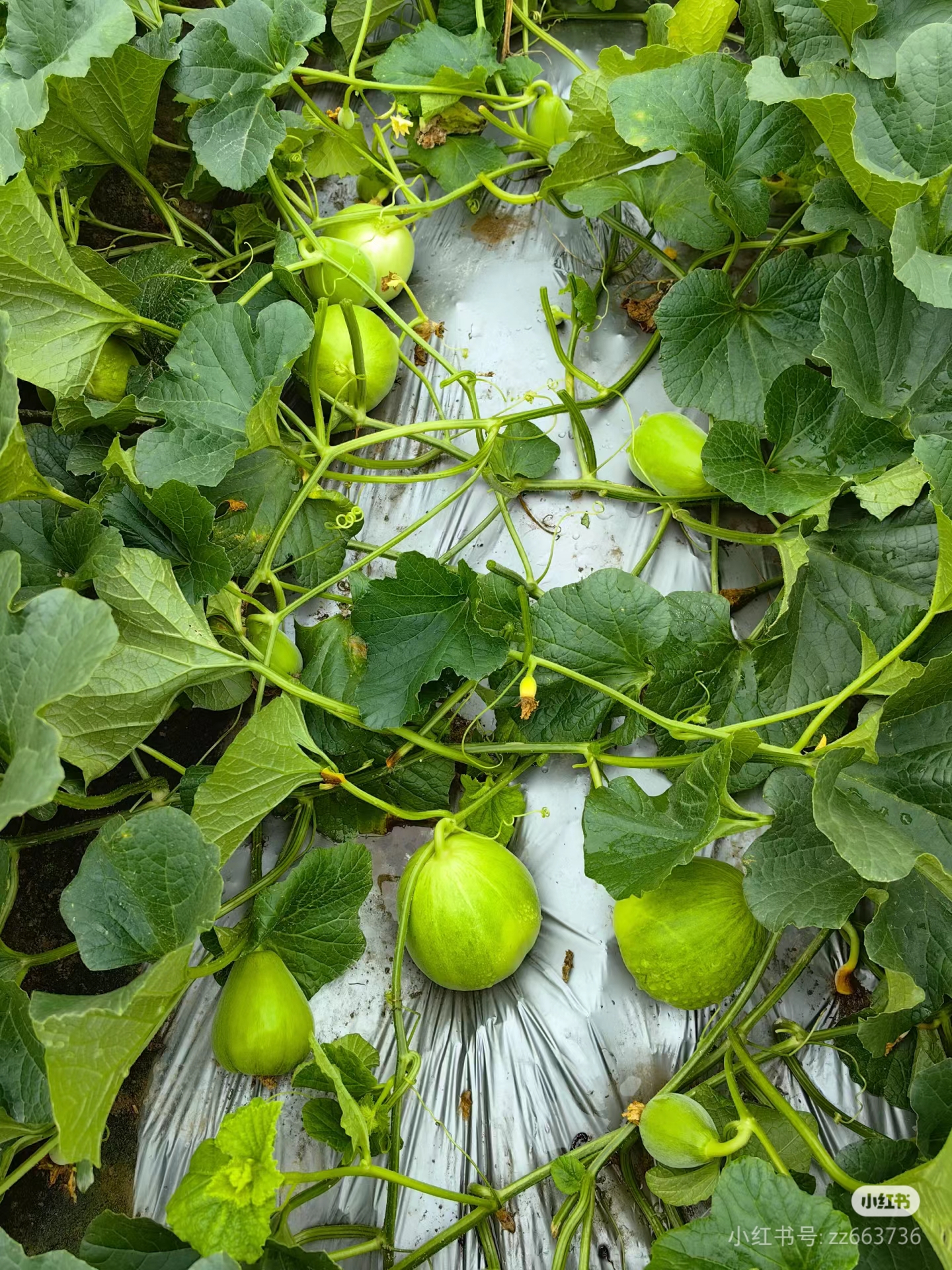 瓜藤上挂满了甜瓜,一个个圆滚滚,绿莹莹的