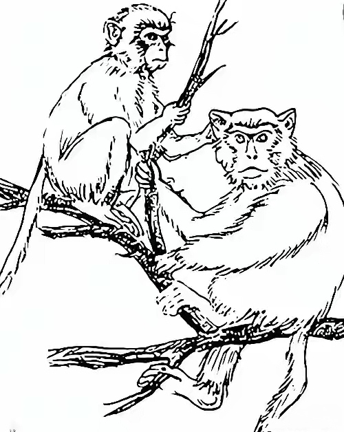 真是太厉害了,他的眼睛一定非常锐利,是个非常长臂猴图片简笔画