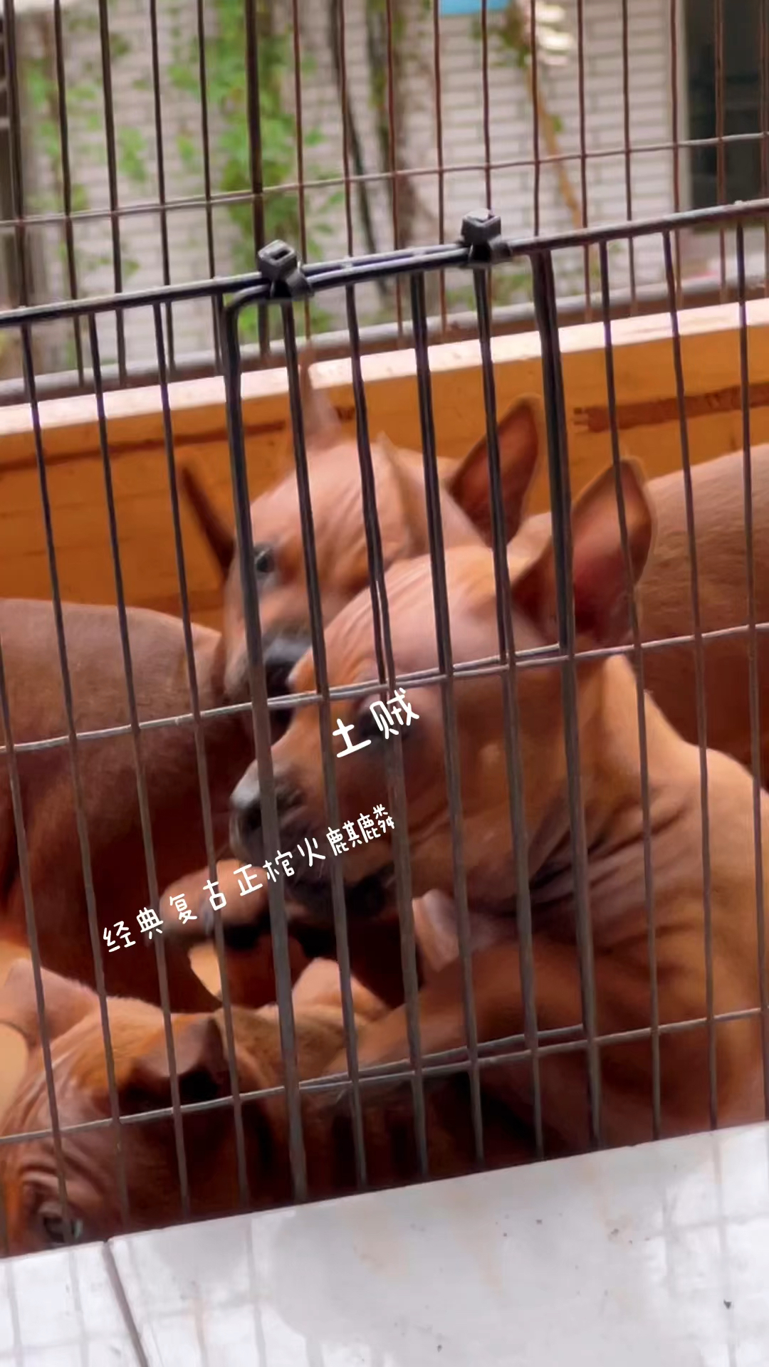 中国本土独有红色麒麟兽古老稀有神秘的原生犬种