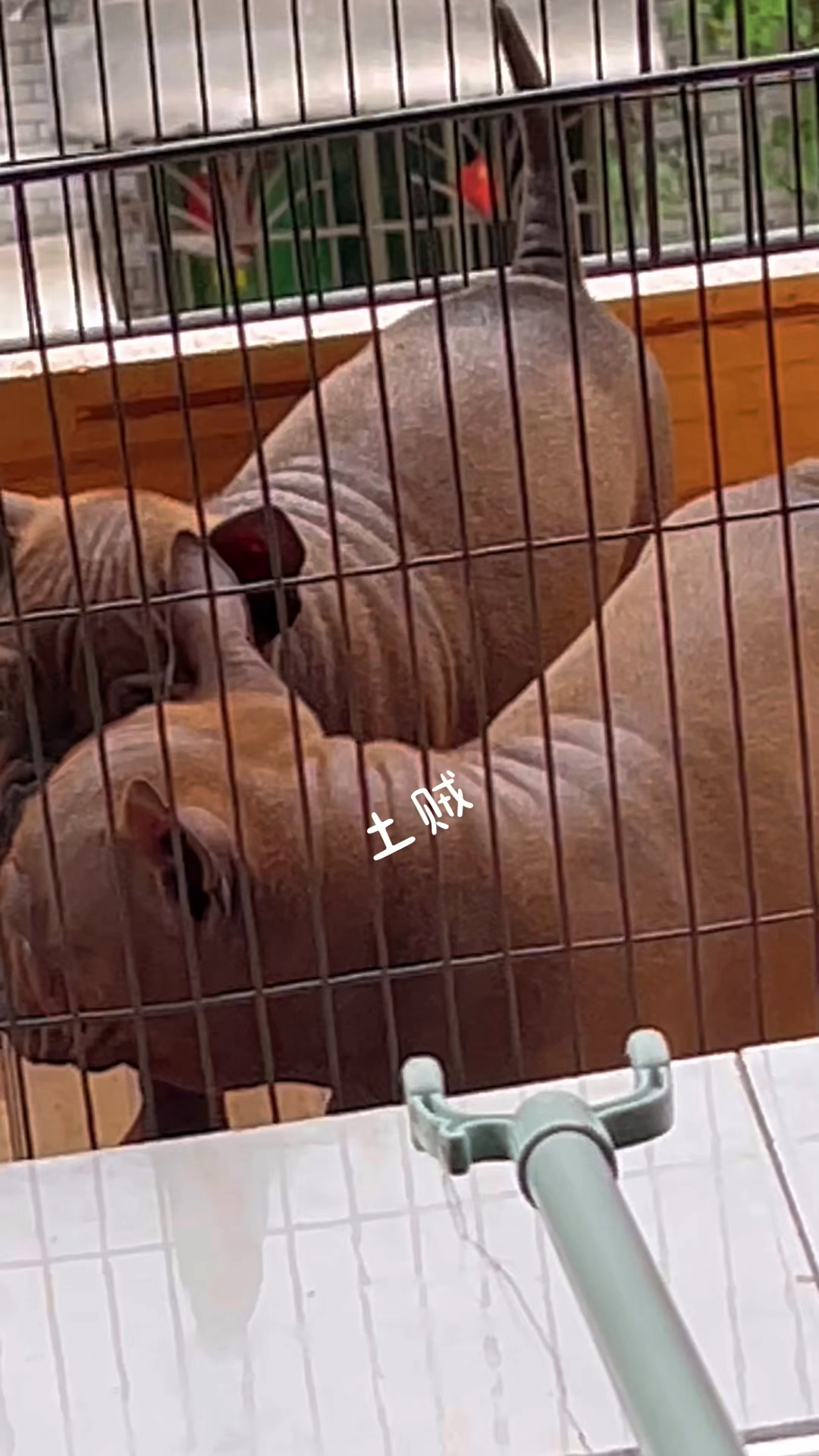 中国本土独有红色麒麟兽古老稀有神秘的原生犬种