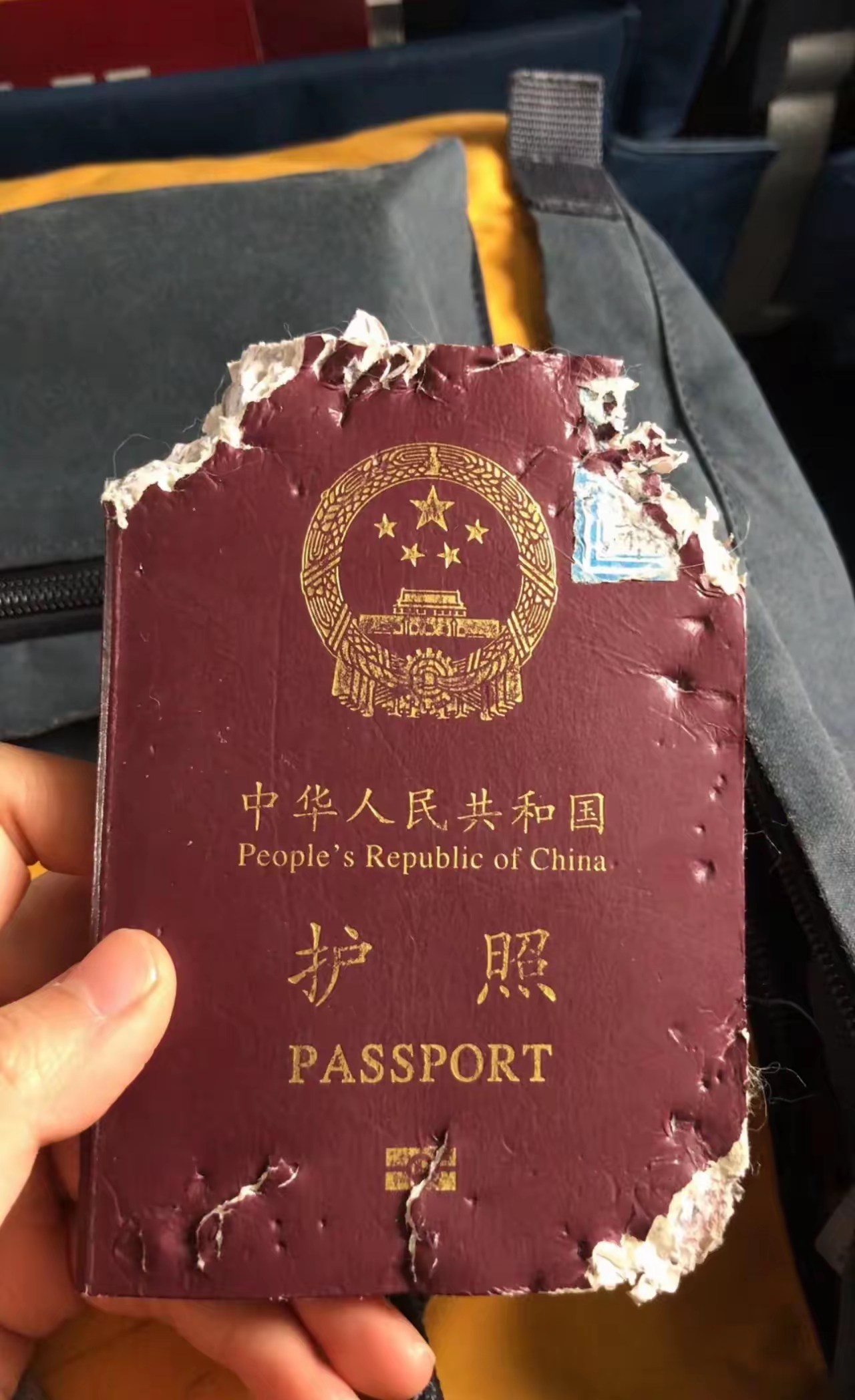 终于找到护照了!知道被什么东西咬成这样的吗?