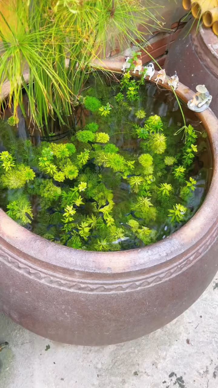 院子鱼缸清理,水草鱼儿,好惬意,美如画