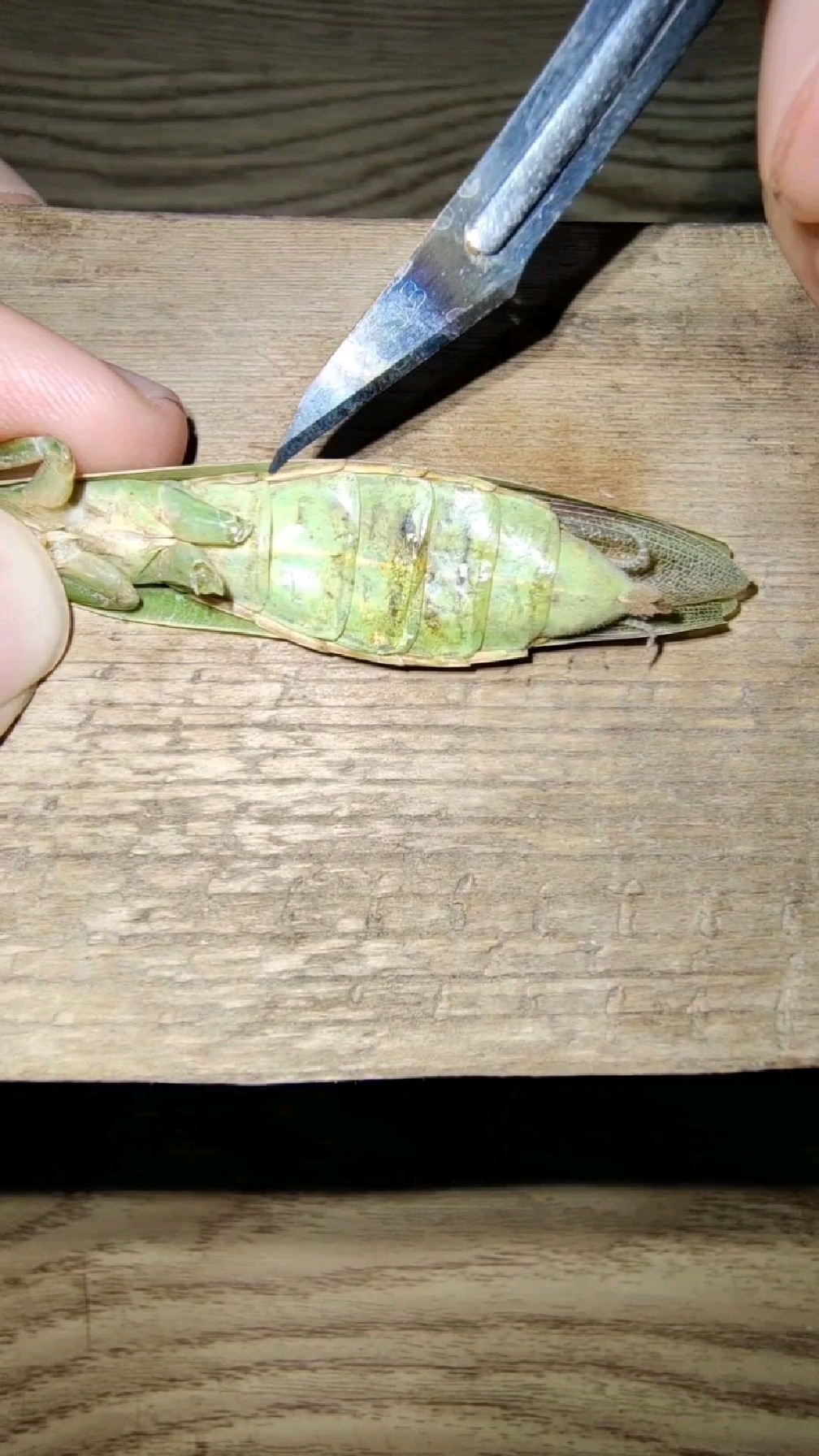 (上集)解剖一只被铁线虫寄生过的螳螂,看肚里的情况