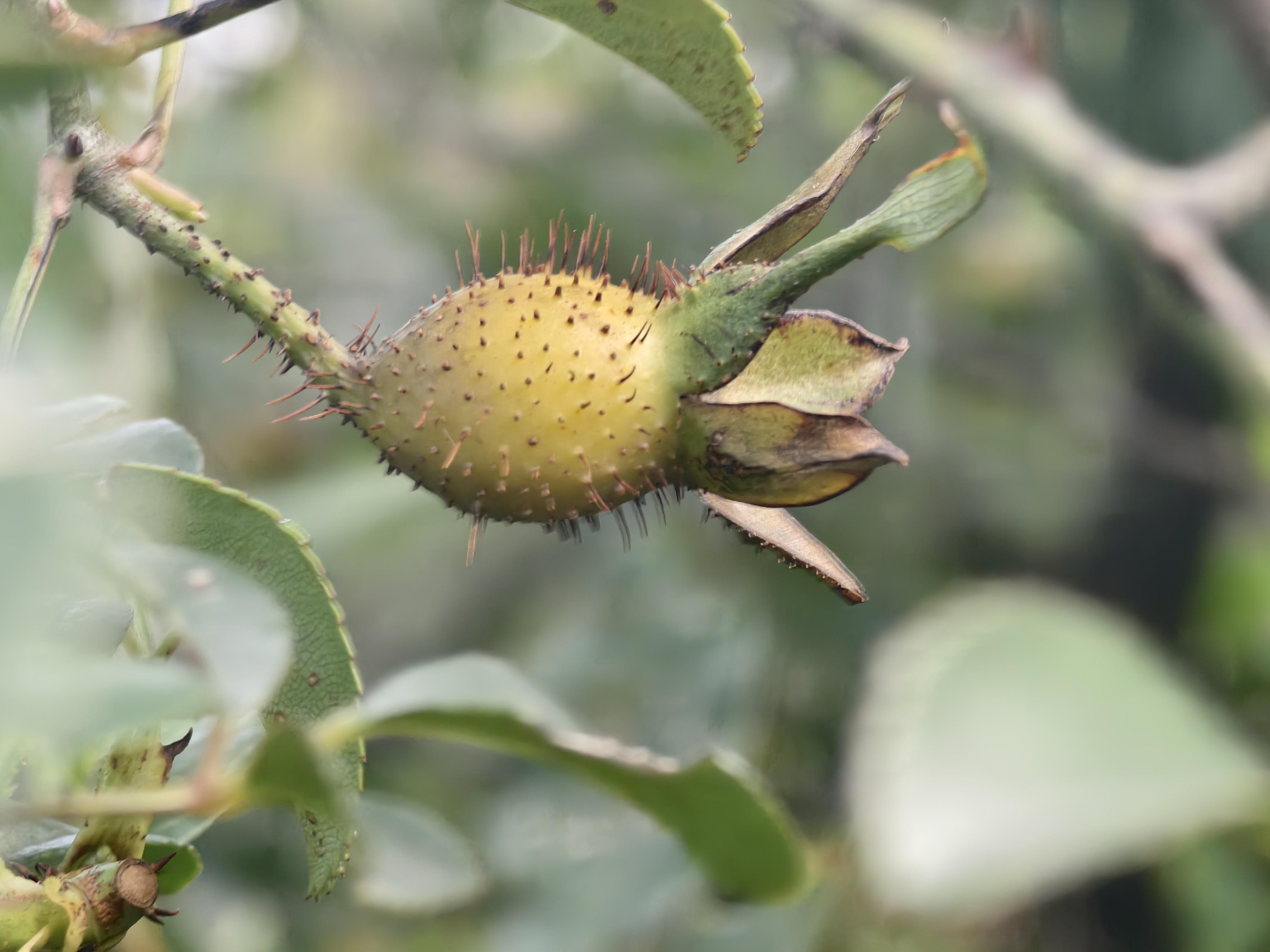 糖果子刺树别名叫什么白刺头植物刺杏头图片山抢子刺姑娘刺头图片植物