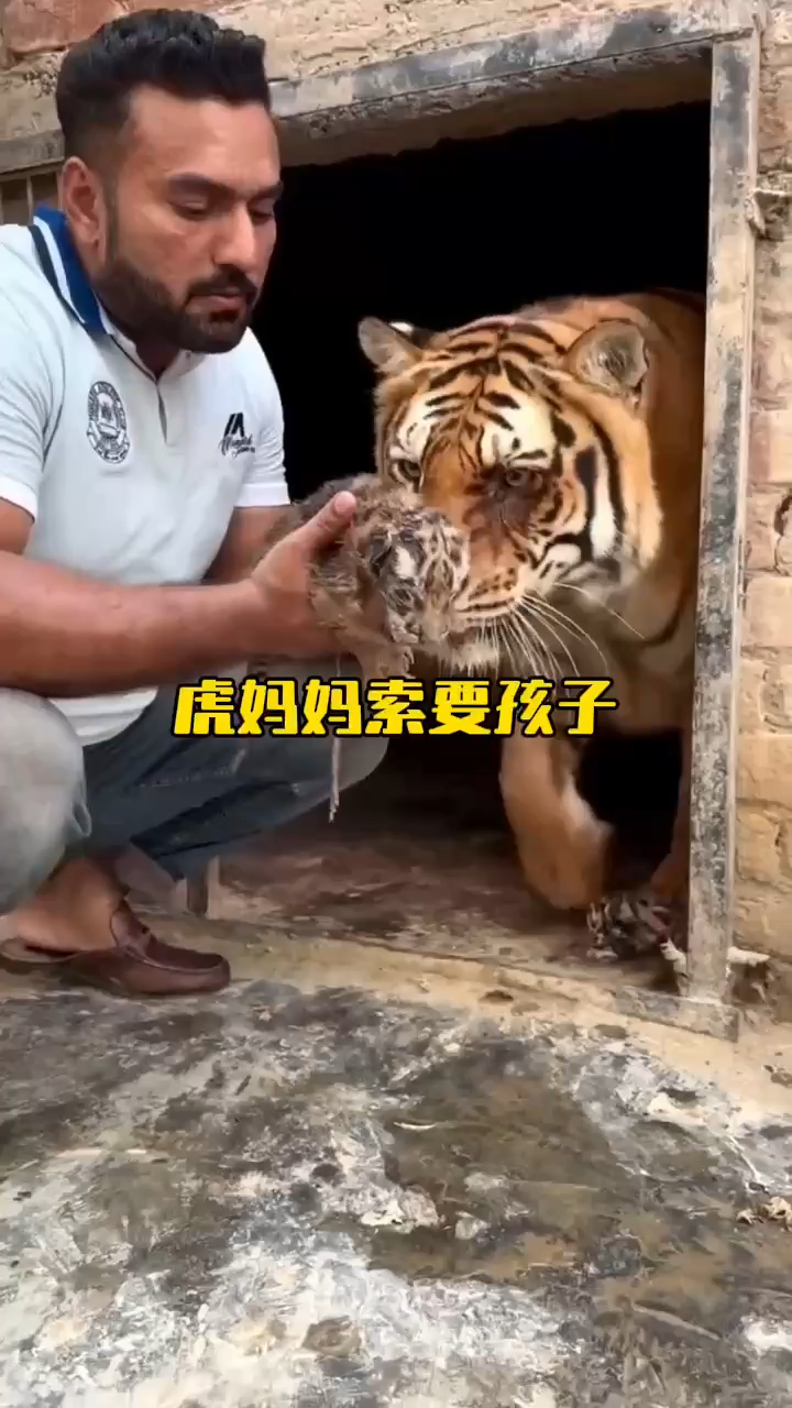 小虎和妈妈在车后面