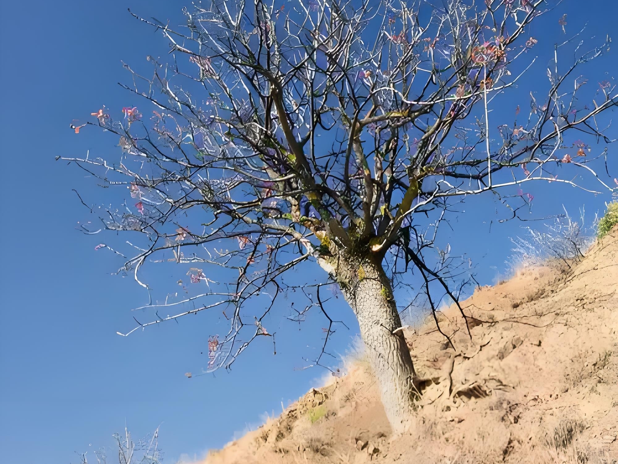 山坡上有两棵树,一棵在沟底,长得十分粗壮,一棵在坡上,又瘦又小,腰身