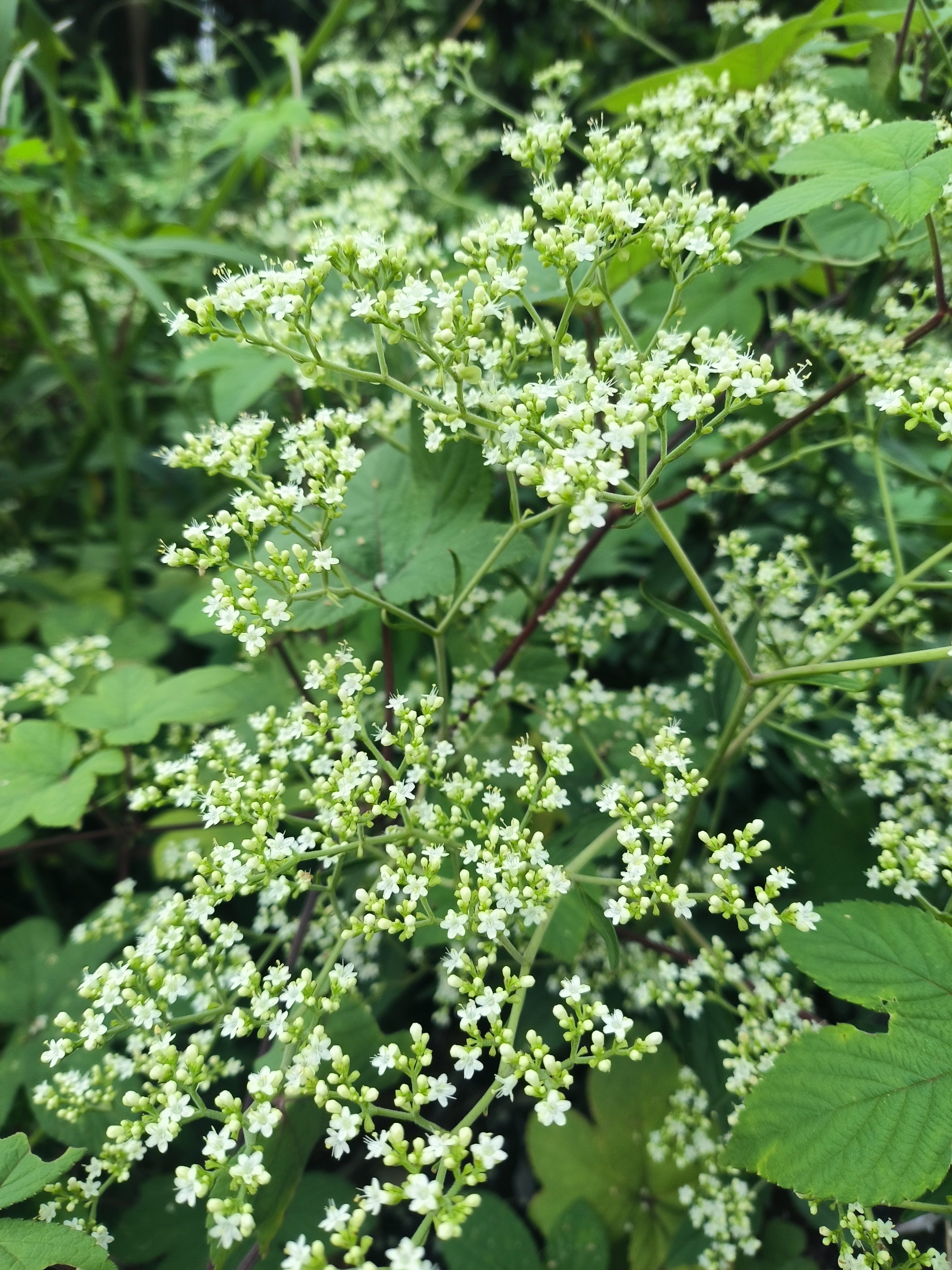 这个苦菜我也有种植却没有它在野外如此旺盛
