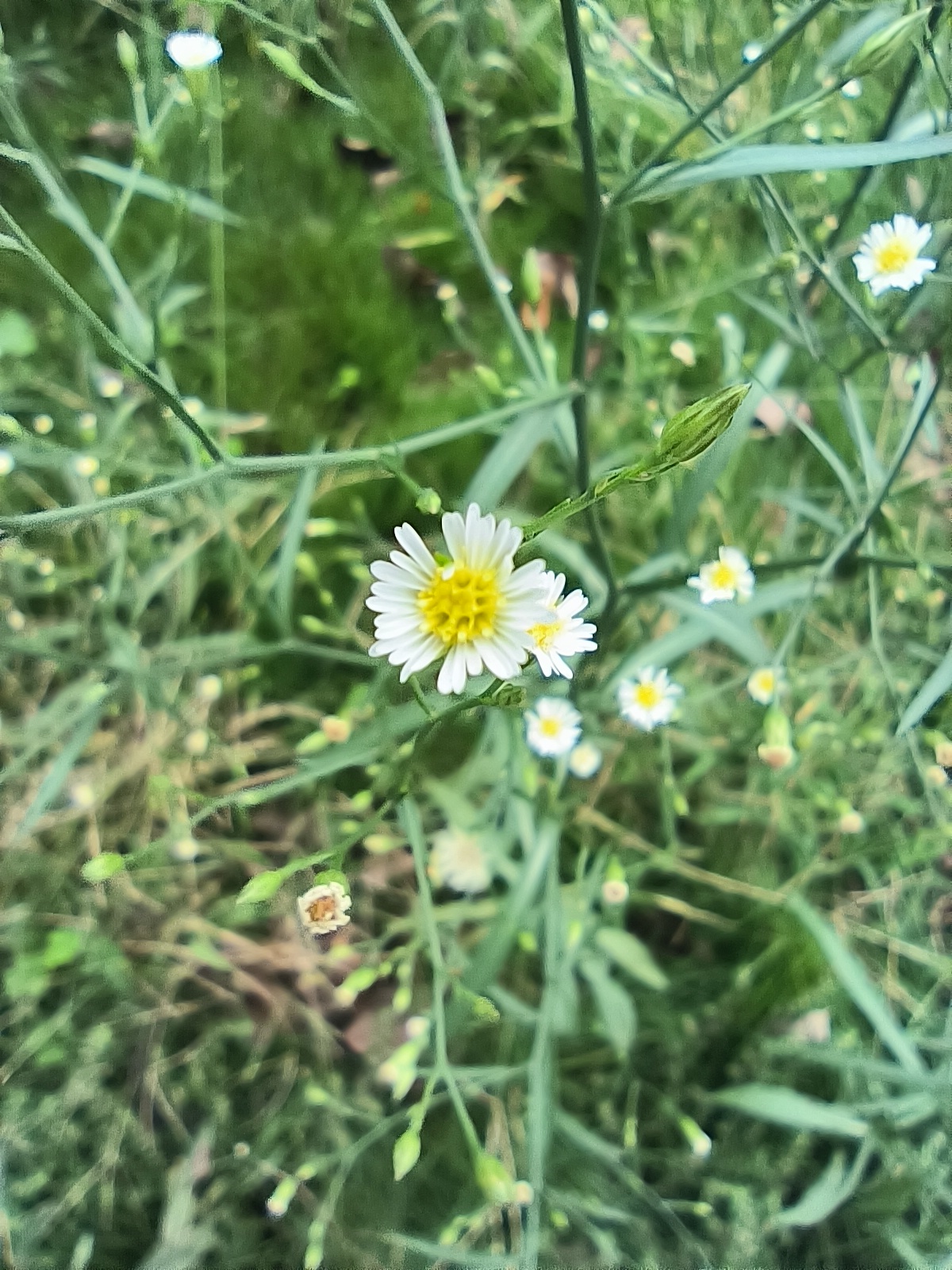 钻叶紫菀的功效图片