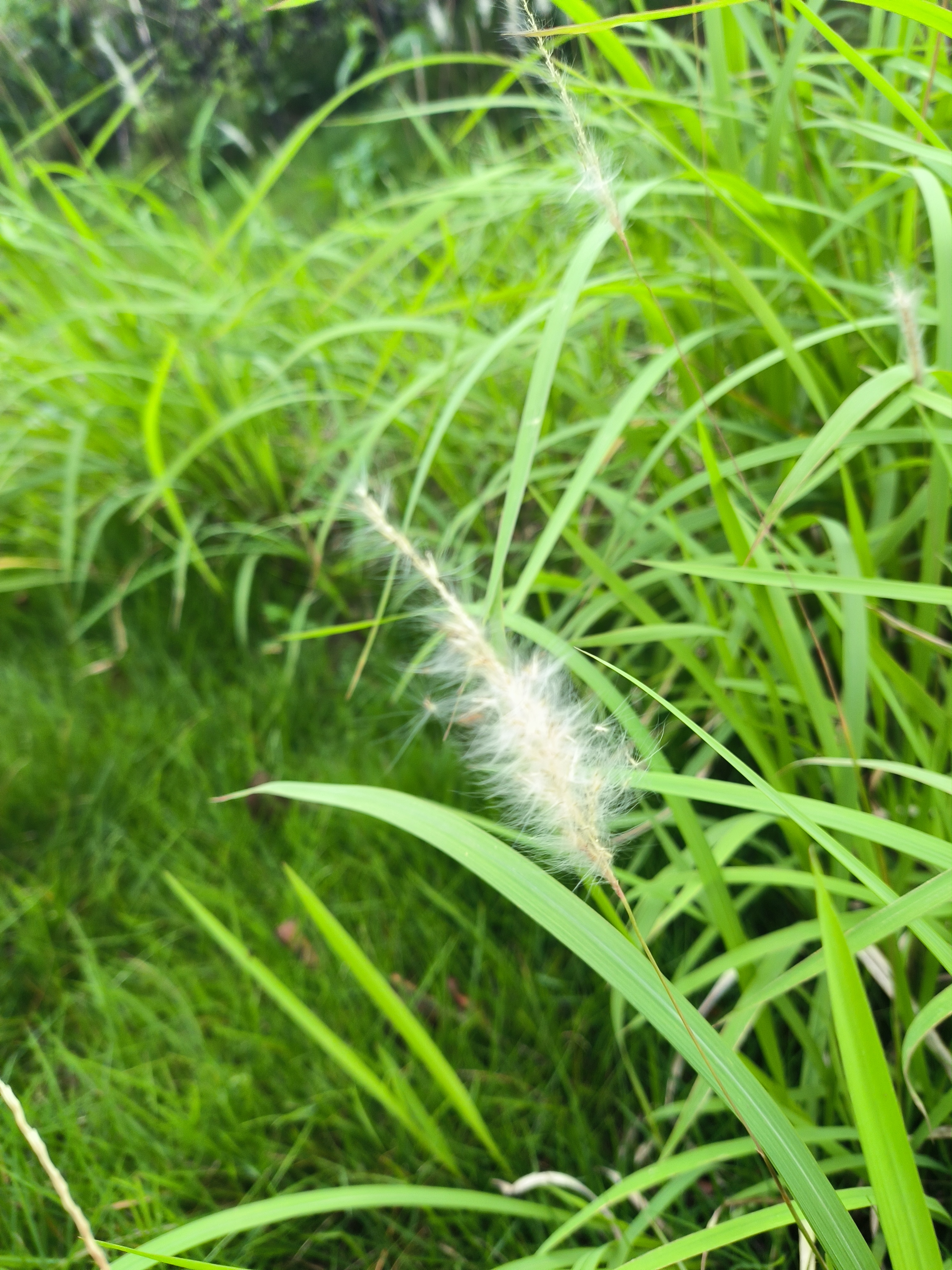 毛绒绒的,很可爱. 我认识这种植物,是茅草