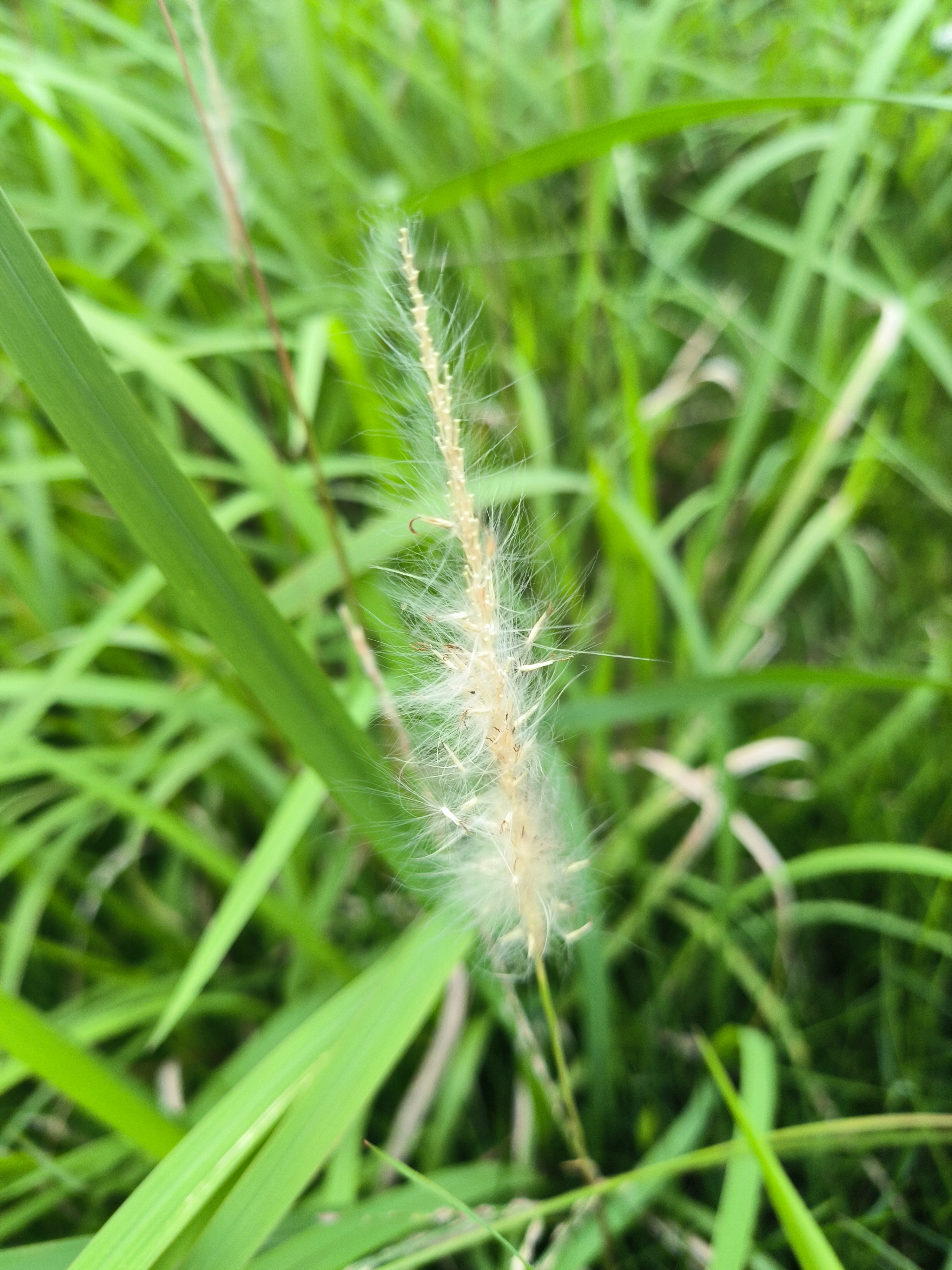 毛绒绒的,很可爱. 我认识这种植物,是茅草