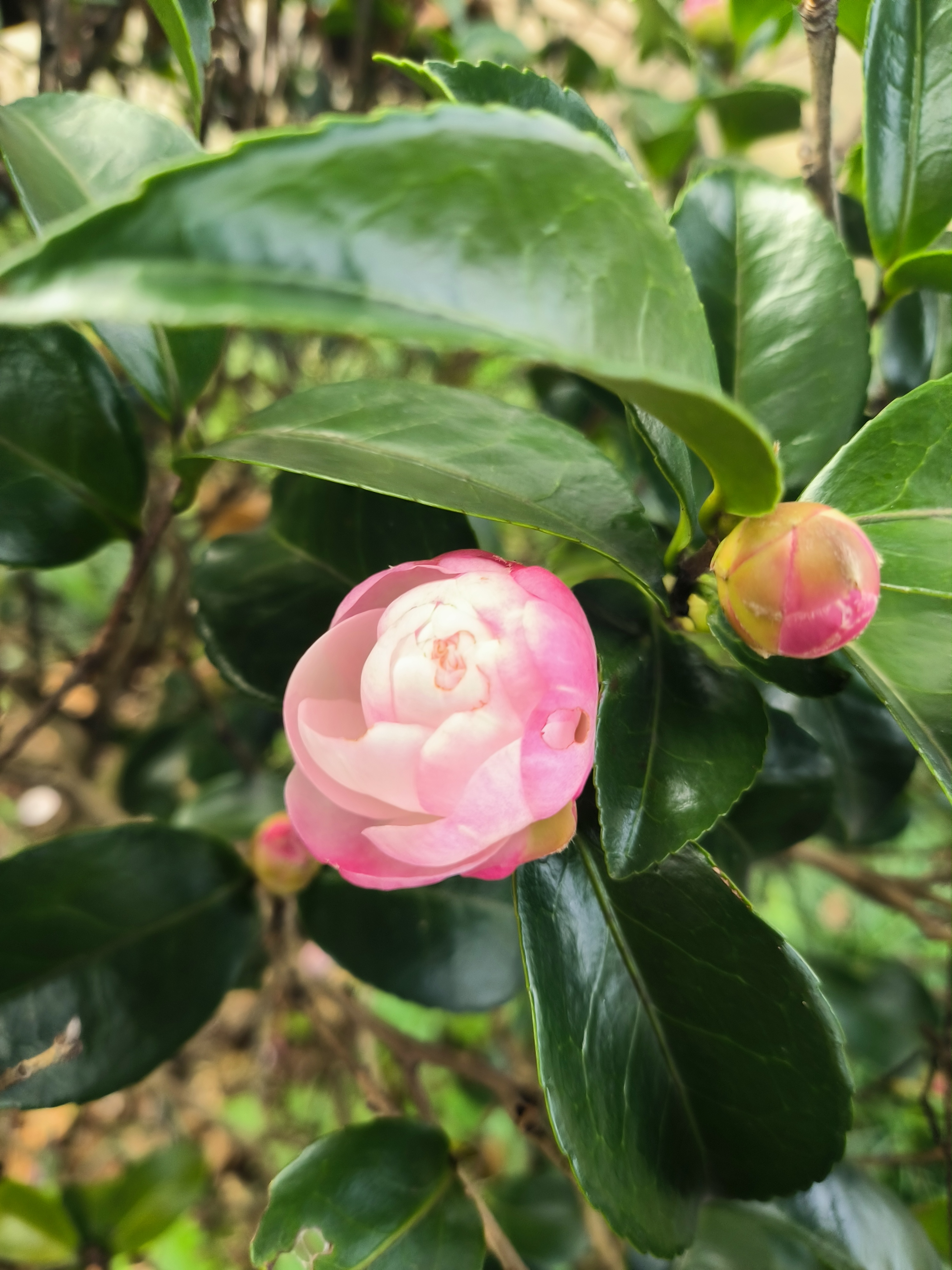 秋天的第一朵茶花, 你遇见了没?