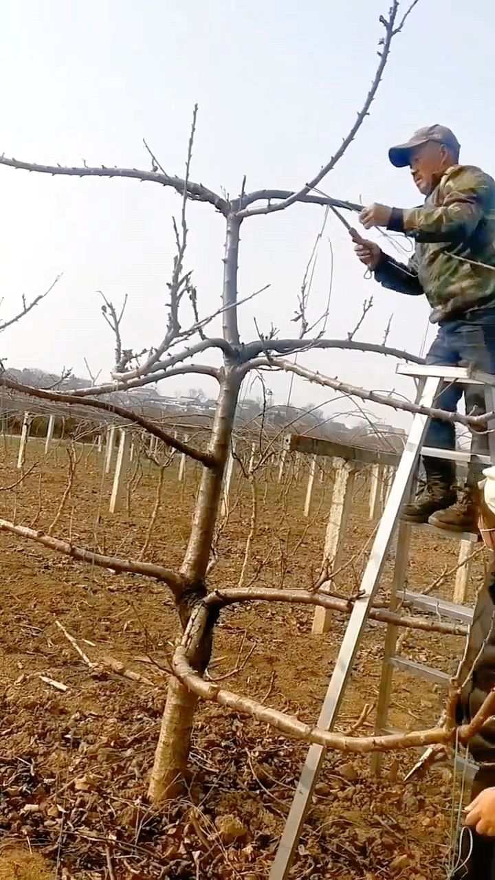 大樱桃树修剪拉枝