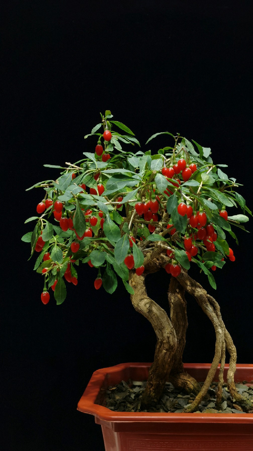 养一盆枸杞盆景吧,既赏心悦目,又具养生之效