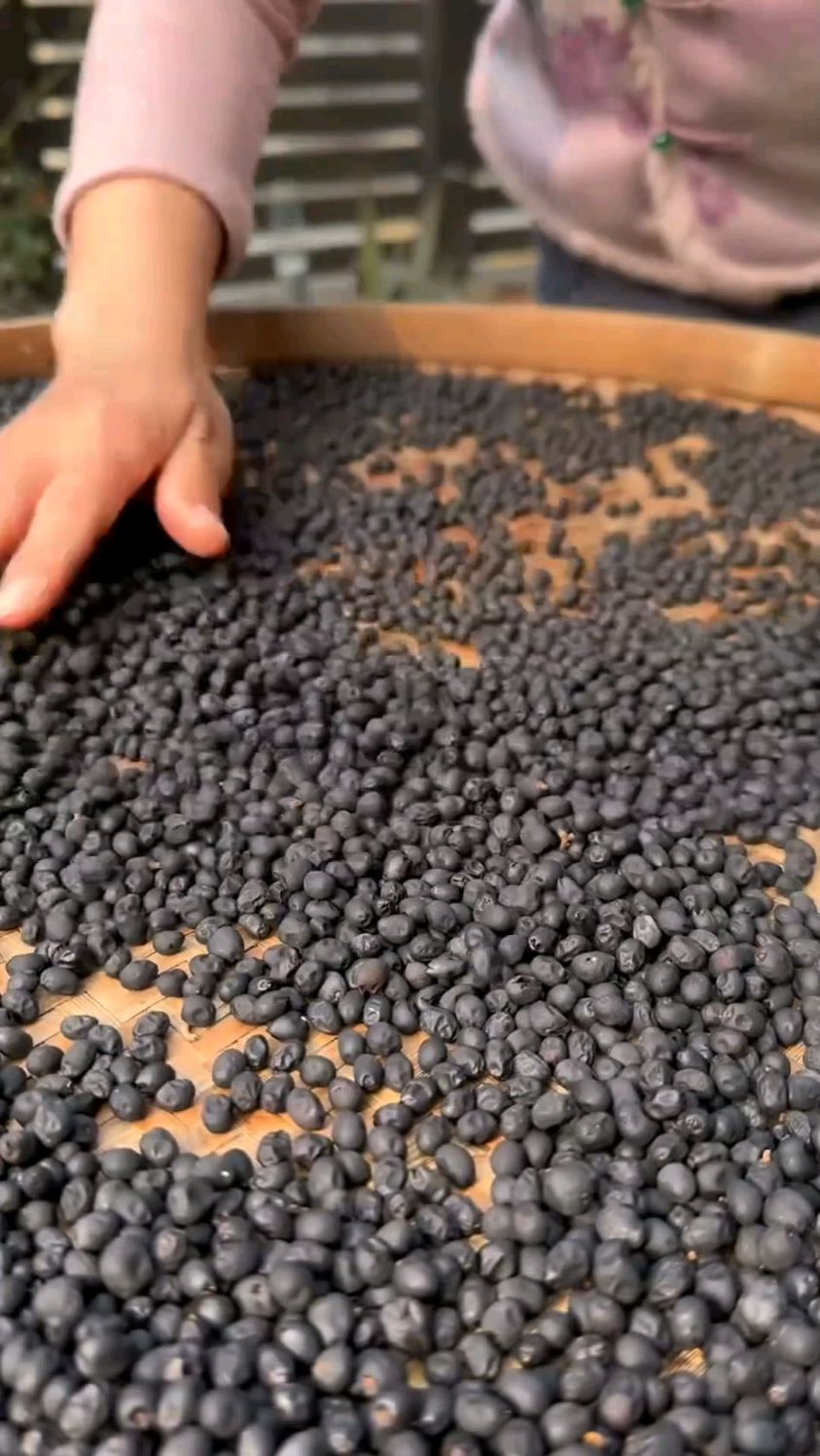 中药材女贞子 精选野生女真子 正品泡水喝