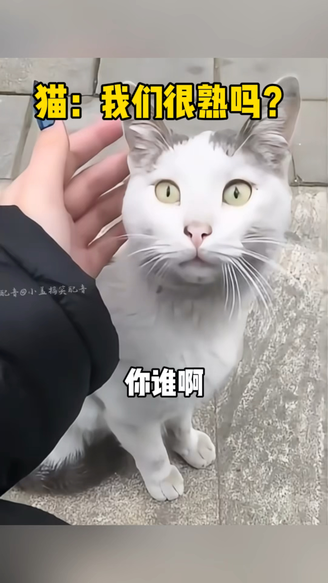 猫:我和你很熟吗,冒失的家伙