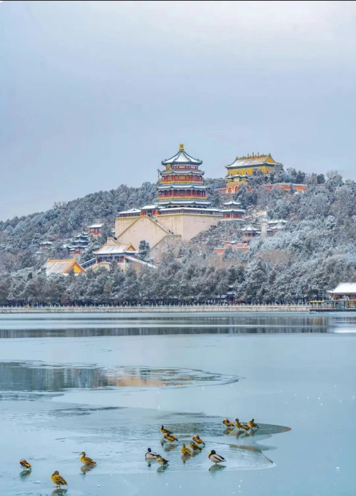 1126北京下雪了下雪的北京太美了