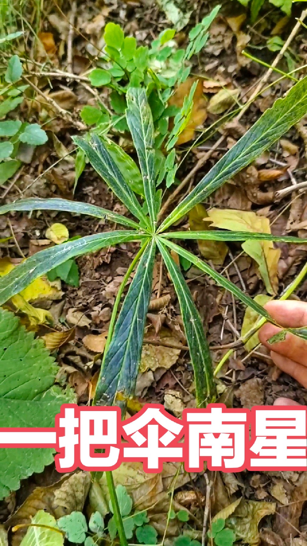 野生有毒植物图片大全图片