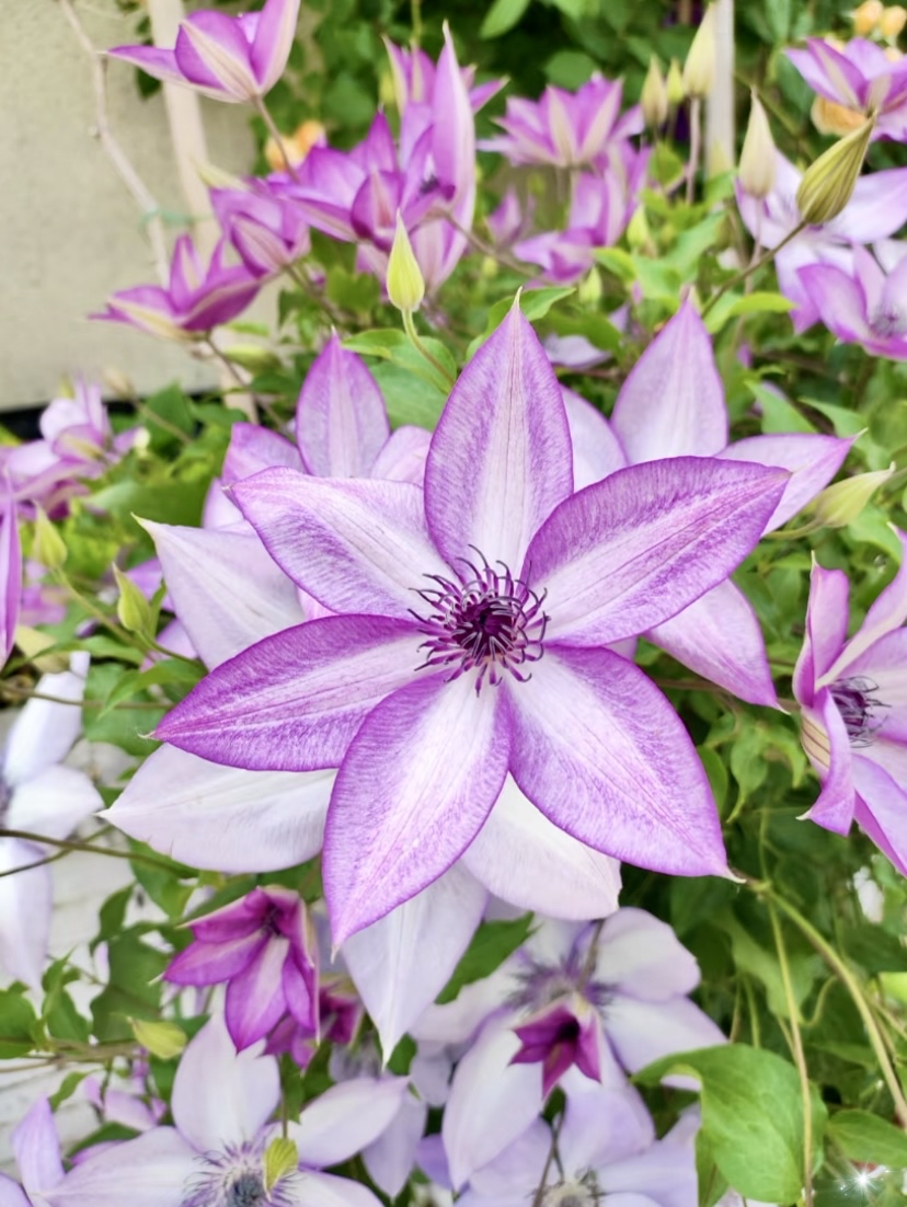 深深浅浅的紫,格外灵动好看,我真的太喜欢铁线莲了.