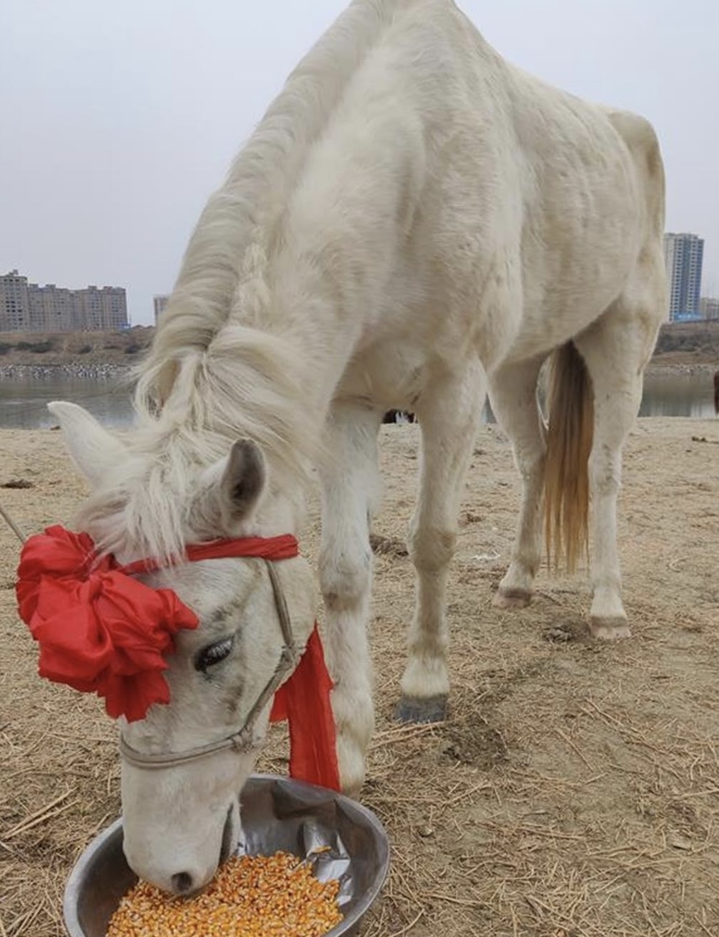悼救人病逝"白龙马"