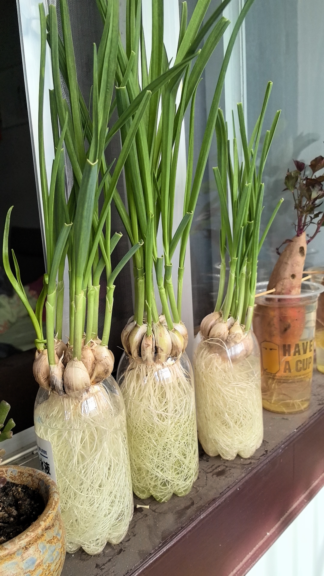 最近学校老师要求学生种植大蒜,红薯等植物,以此来观察植物的生长