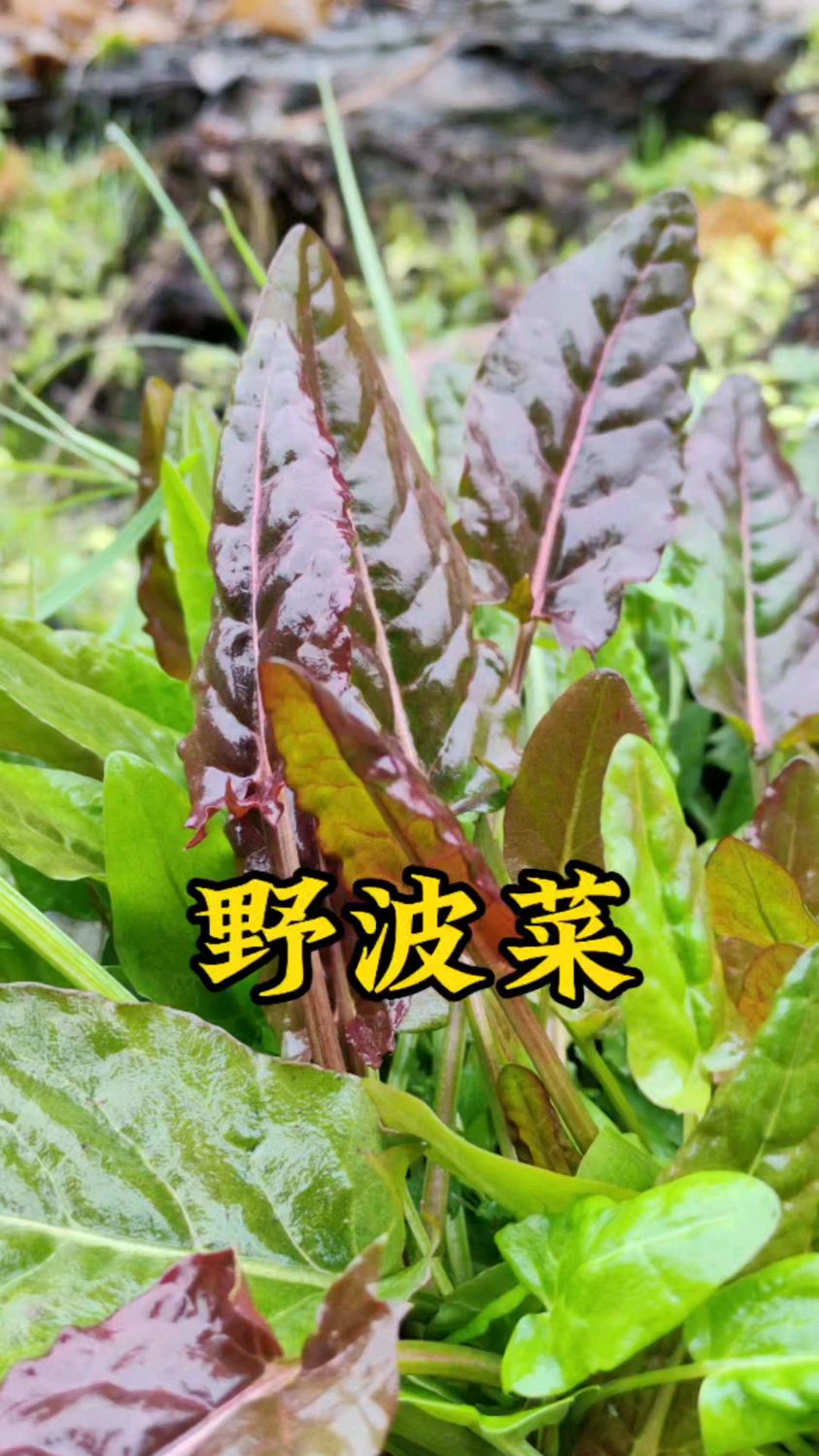 野菠菜你吃过没有