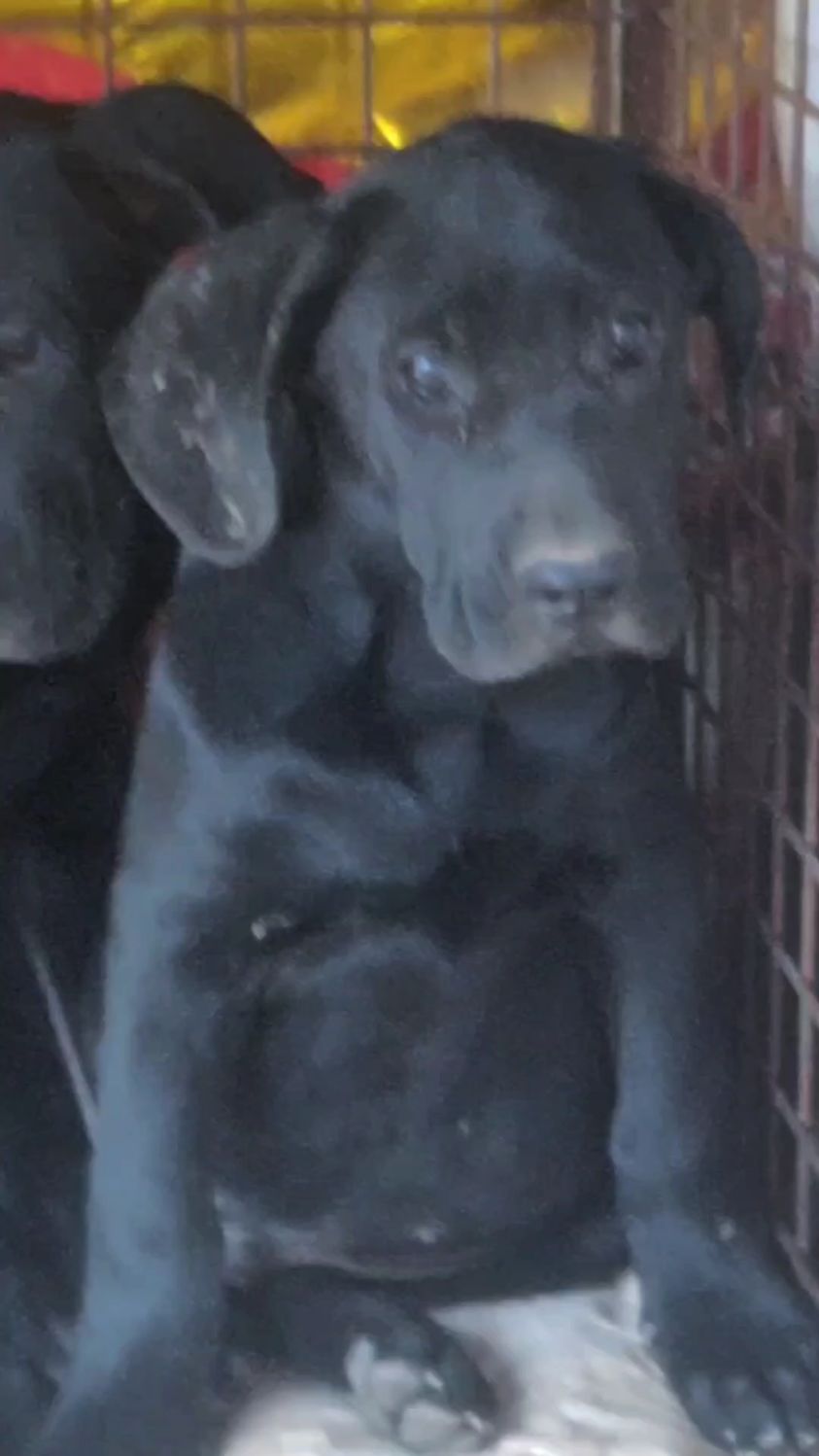 4个月超大骨架黑狼幼犬