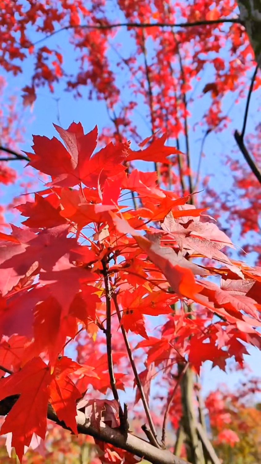 雁南公园里的枫叶红了,西安人家门口的秋叶美景,你还没来打卡么