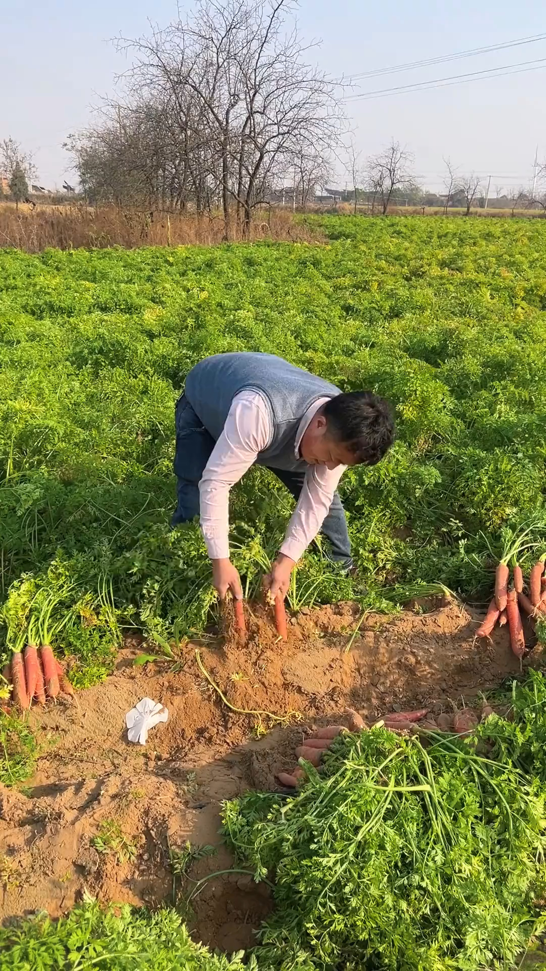 陕西沙地水果红萝卜