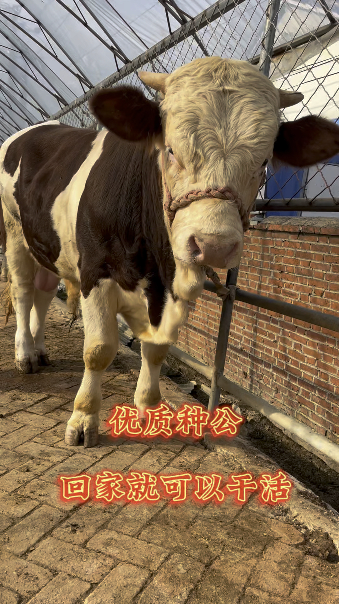 优质种公牛,回家就可以干活