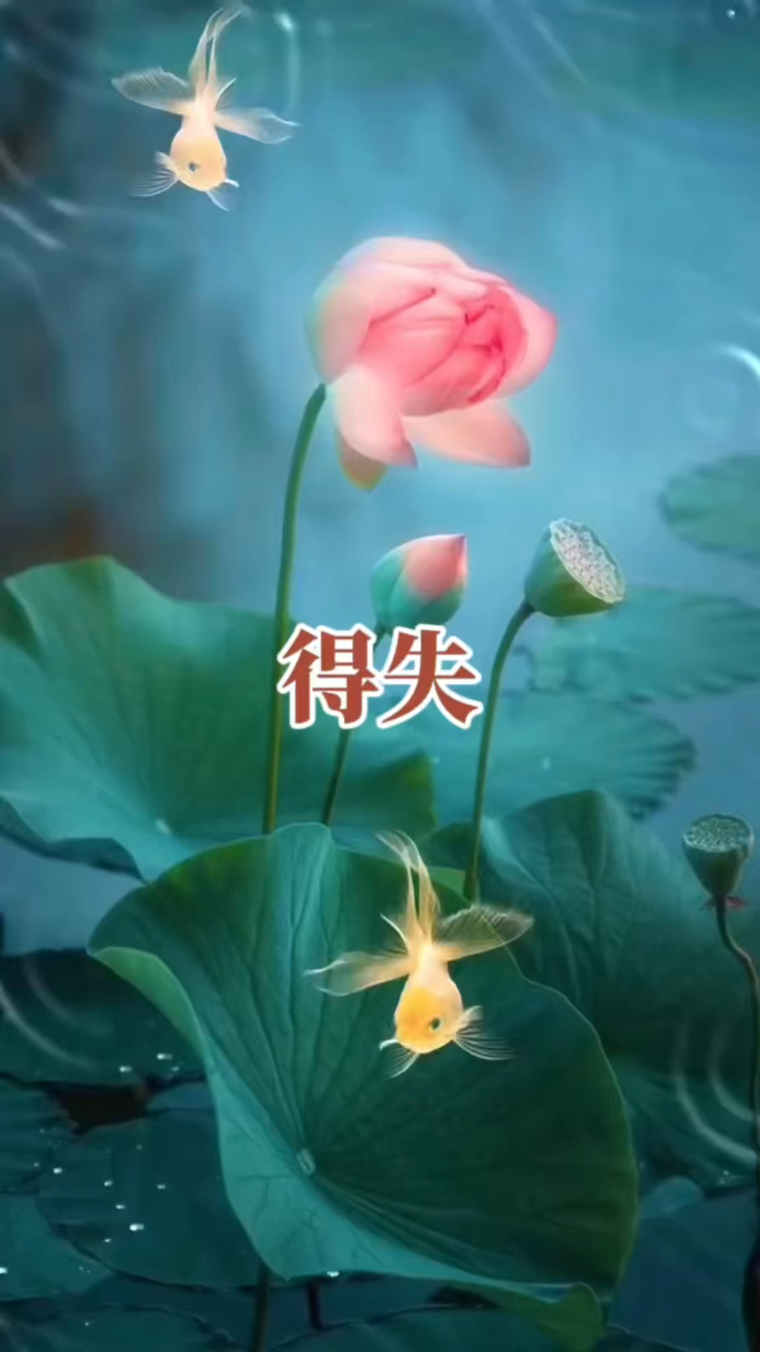 得失随缘,宠辱不惊