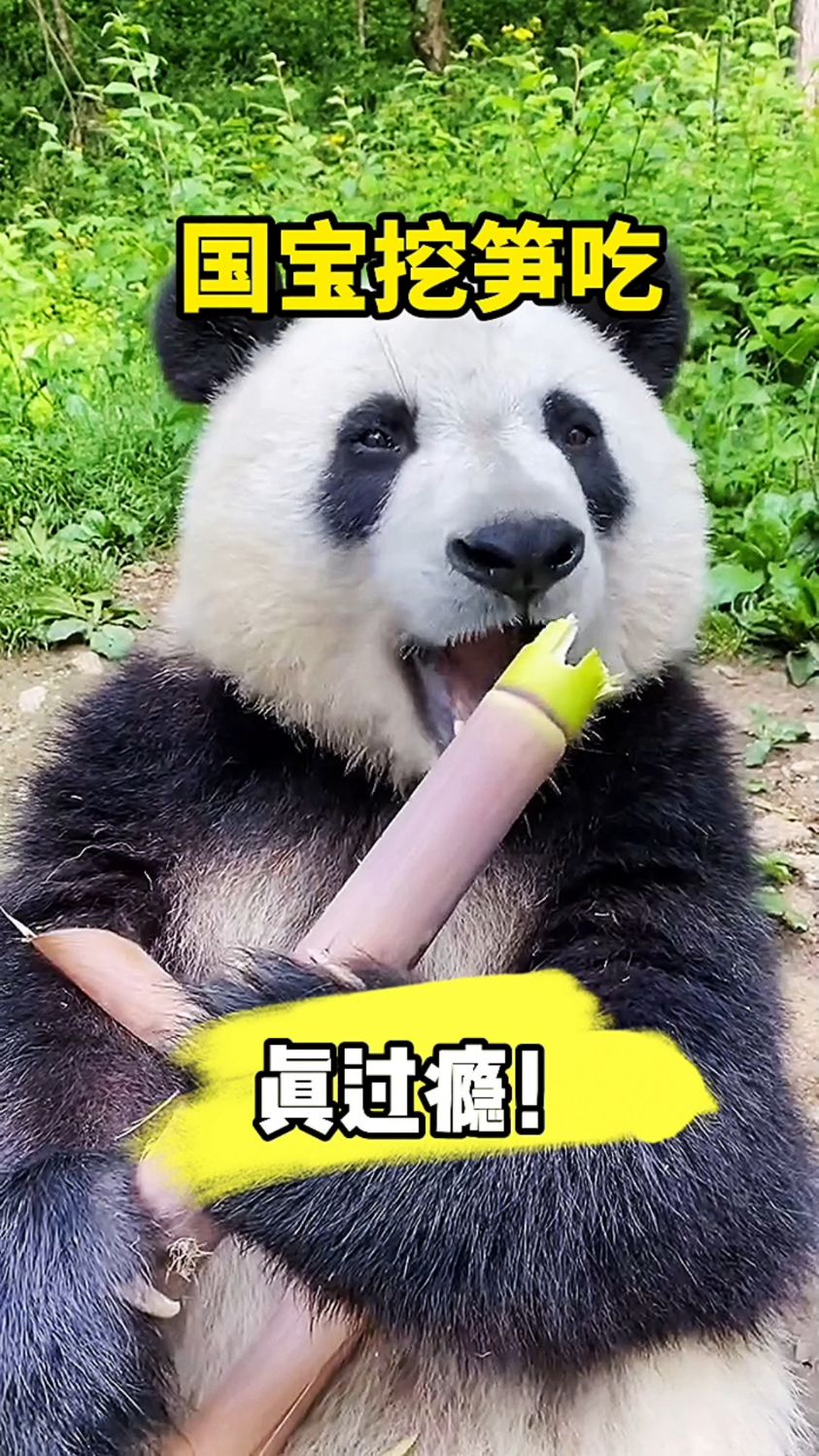 国宝大熊猫吃笋,可爱又搞笑!