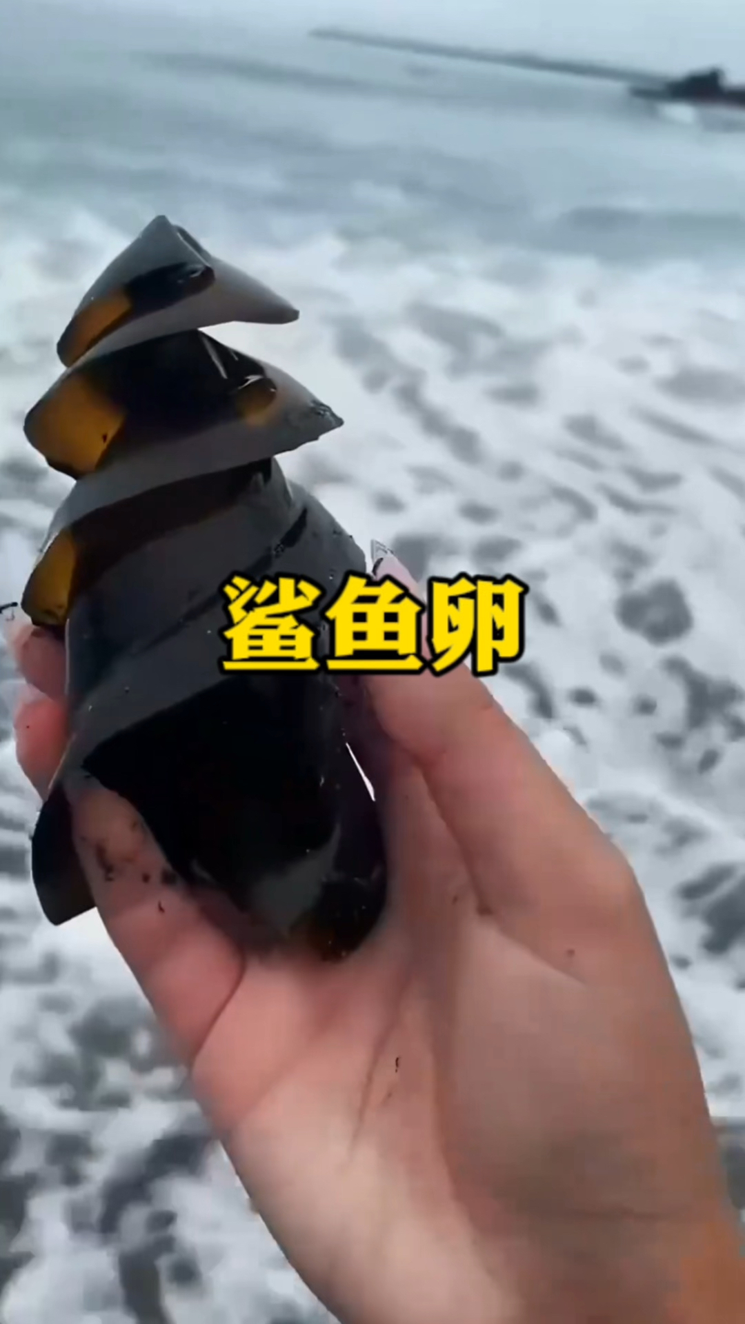 钻头一样的鲨鱼卵!