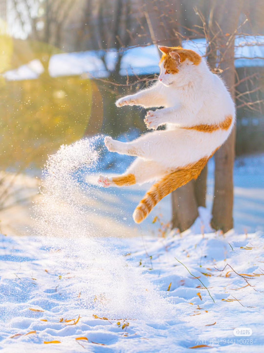 瞧,那只橘白相间的小猫,在雪地中腾空而起,雪花四溅,好似在施展绝世