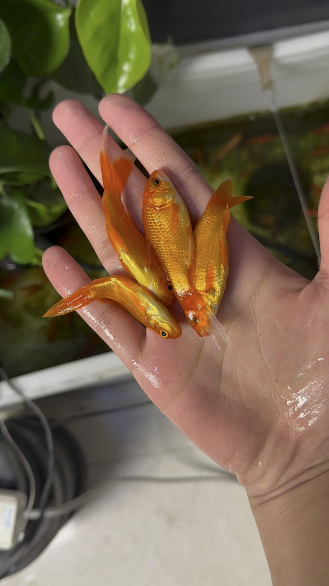 小红鱼怎么跳水了呀