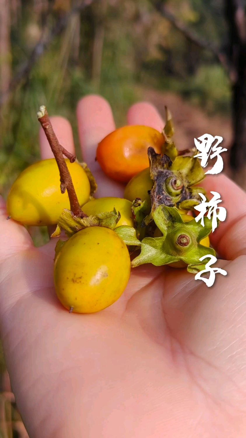 这种野生柿子好甜呀,小时候经常吃,现在很少看到了