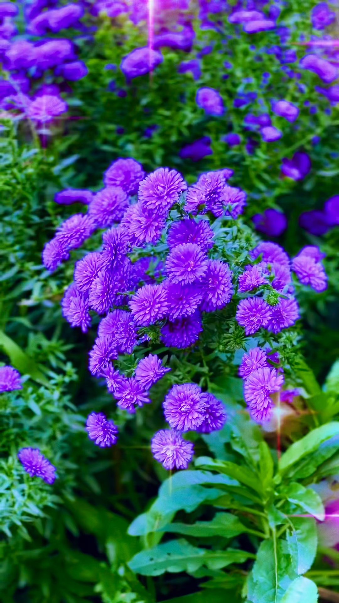 蓝色翠菊,秋日的蓝色经典,丰盈饱满又清新典雅,寓意永恒的爱情