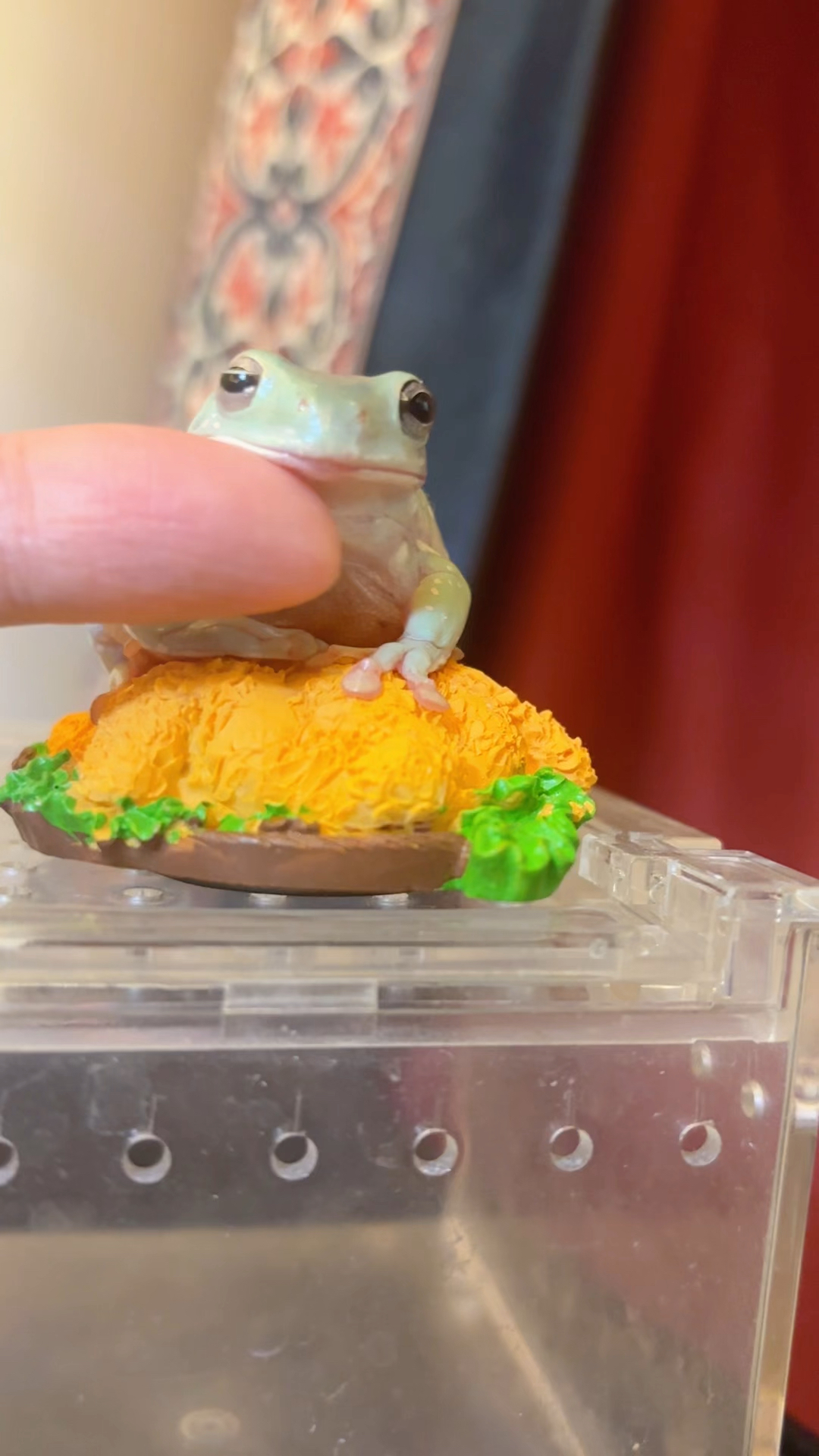 不如养一只可可爱爱的旅行小青蛙!