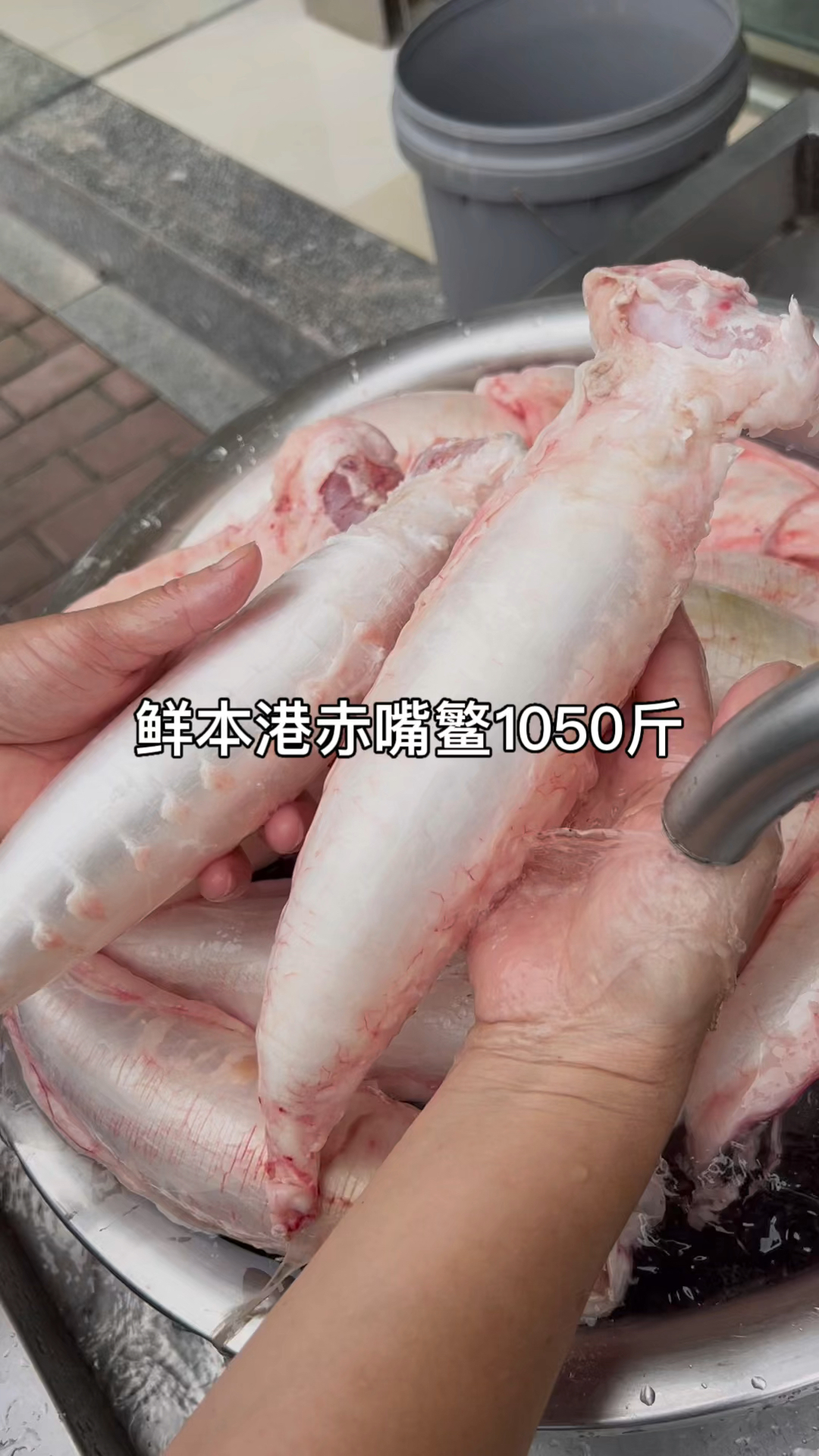 鲜赤嘴鳘鱼胶一斤4个