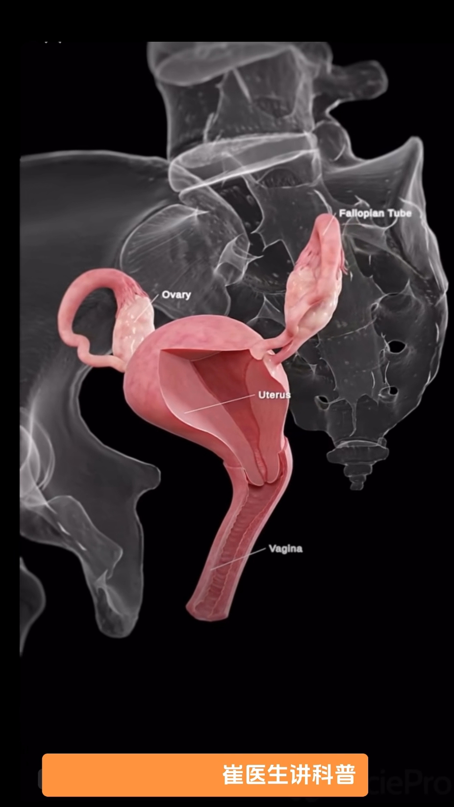 医学3d动画——女性子宫剖面