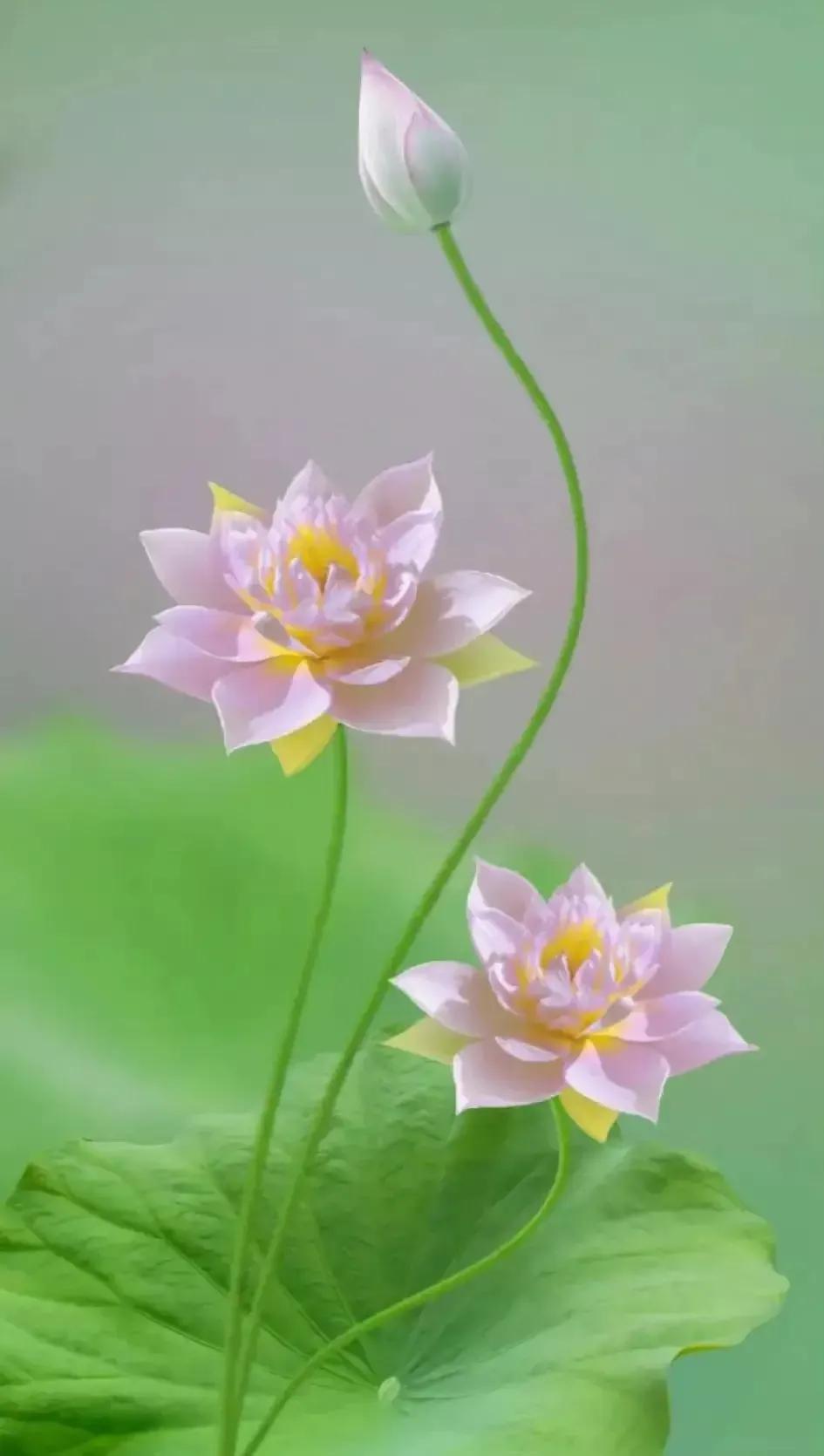 喜欢清静的人爱荷花!