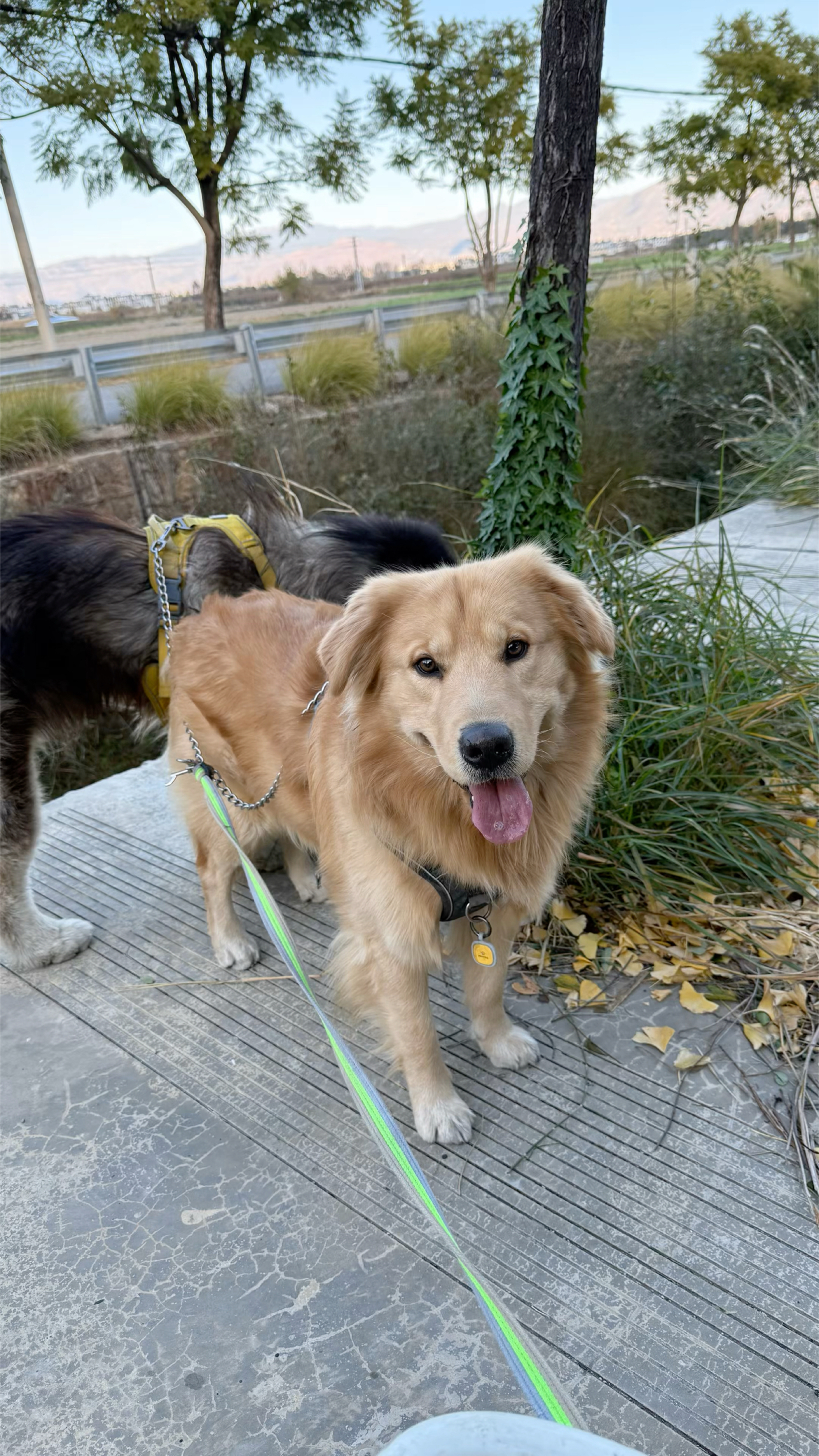 塞帕拉雪橇犬图片