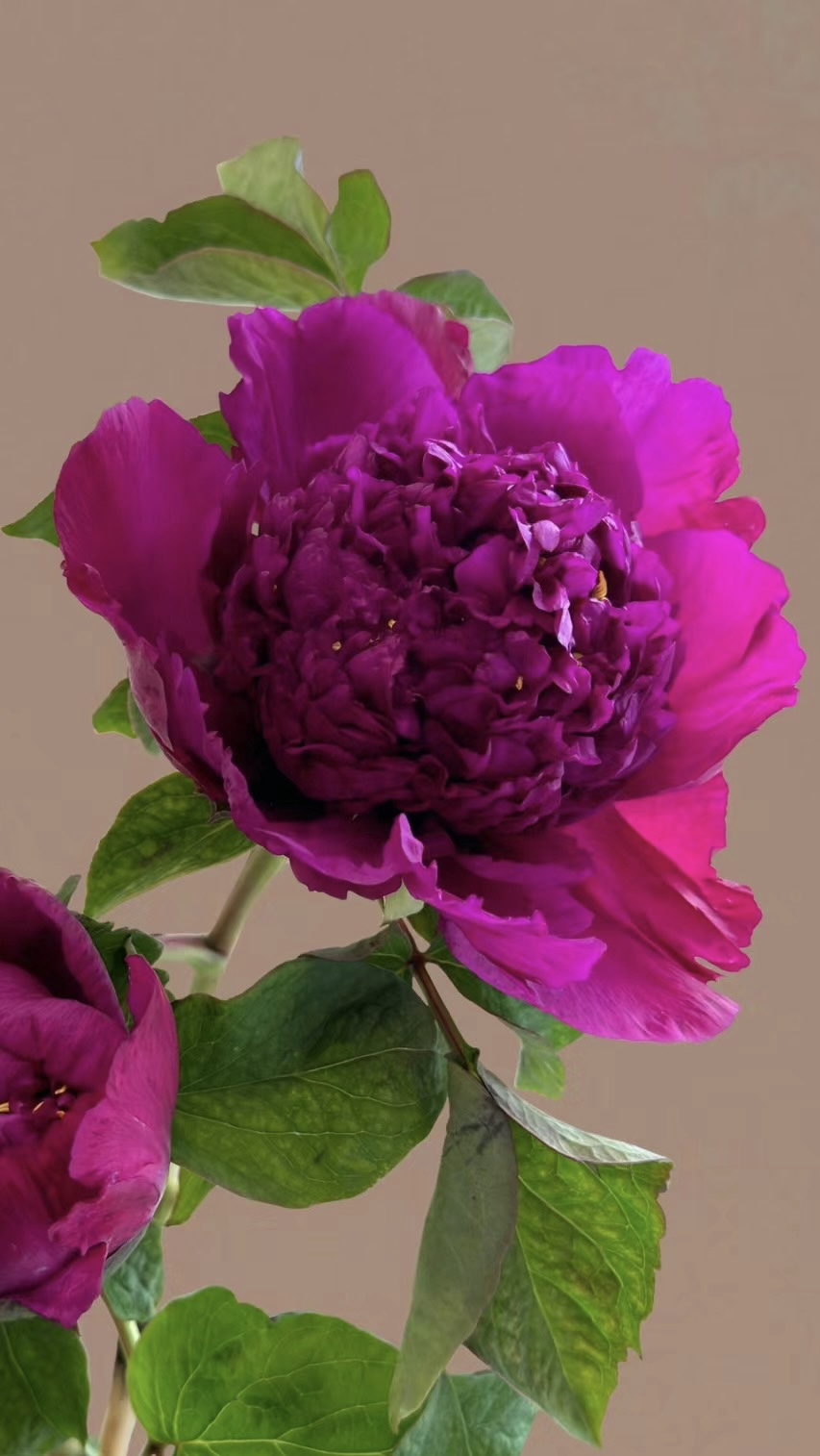 首案红!牡丹花中紫色气十足