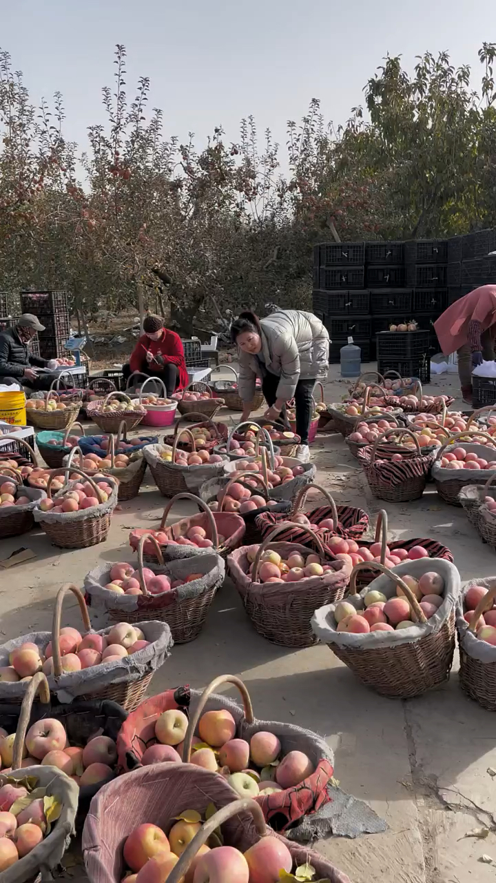 新疆阿克苏苹果熟了,戈壁滩种植,又脆又甜
