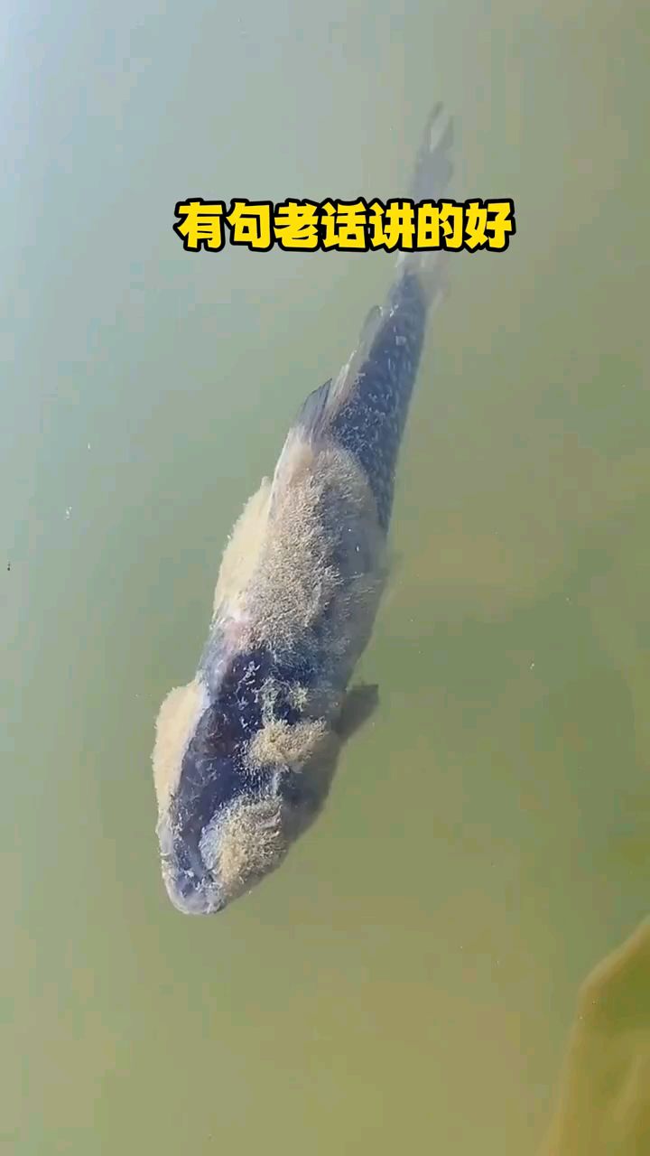 锦鲤气泡病图片