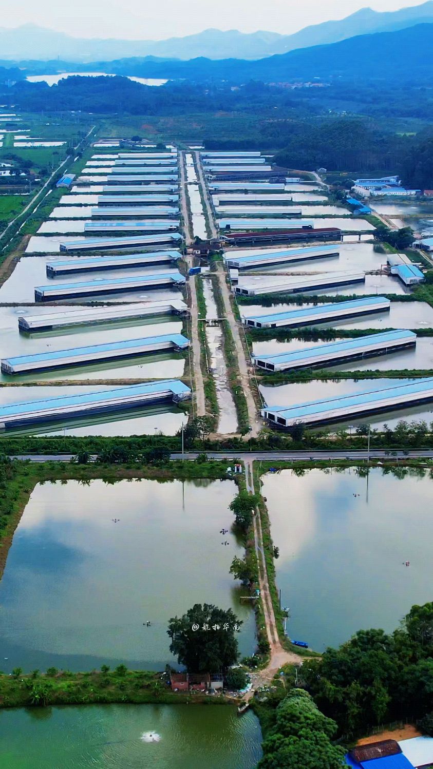 现代化绿色养殖场,水下面养鱼,水上面养鸡,鸡鱼同舍,不得不佩