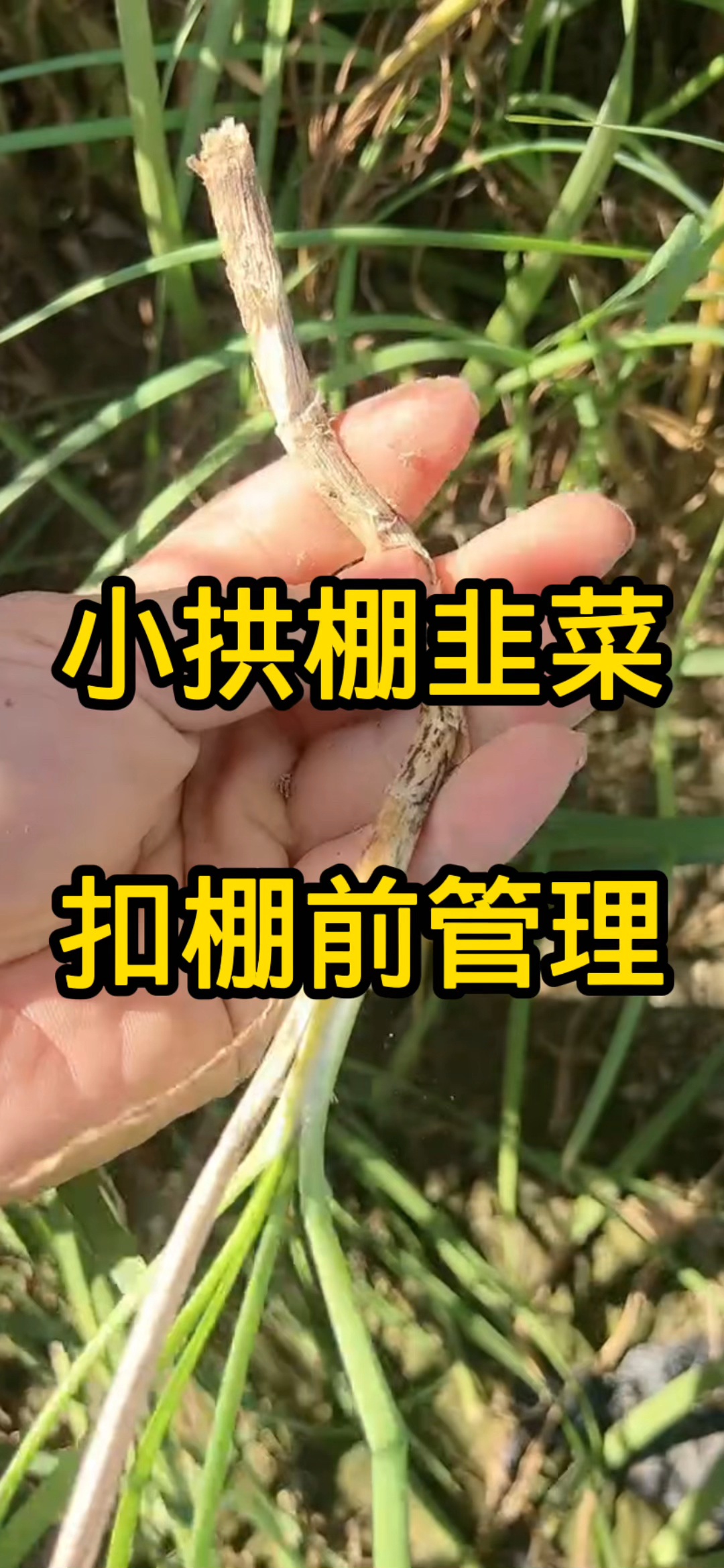 小拱棚韭菜,扣棚前管理!