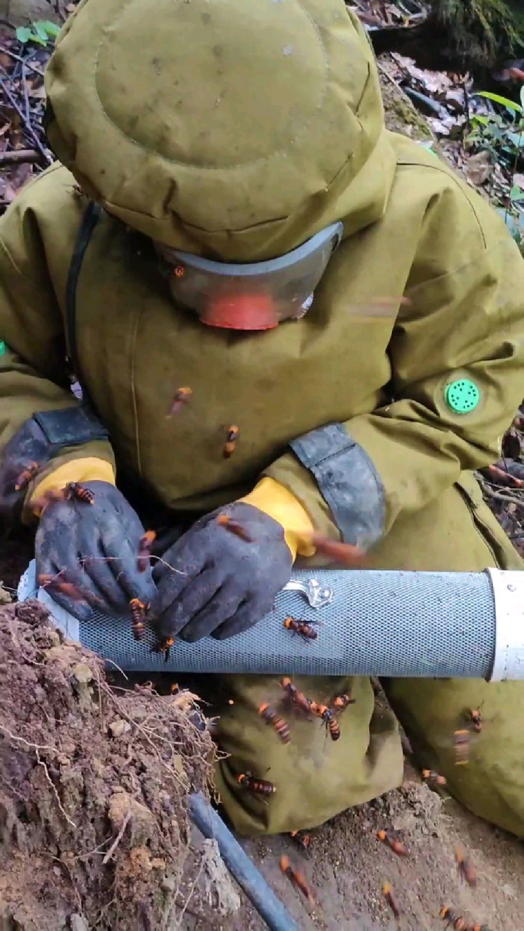 今年遇到最大一窝,虎头蜂蜂窝有一米多长46斤.